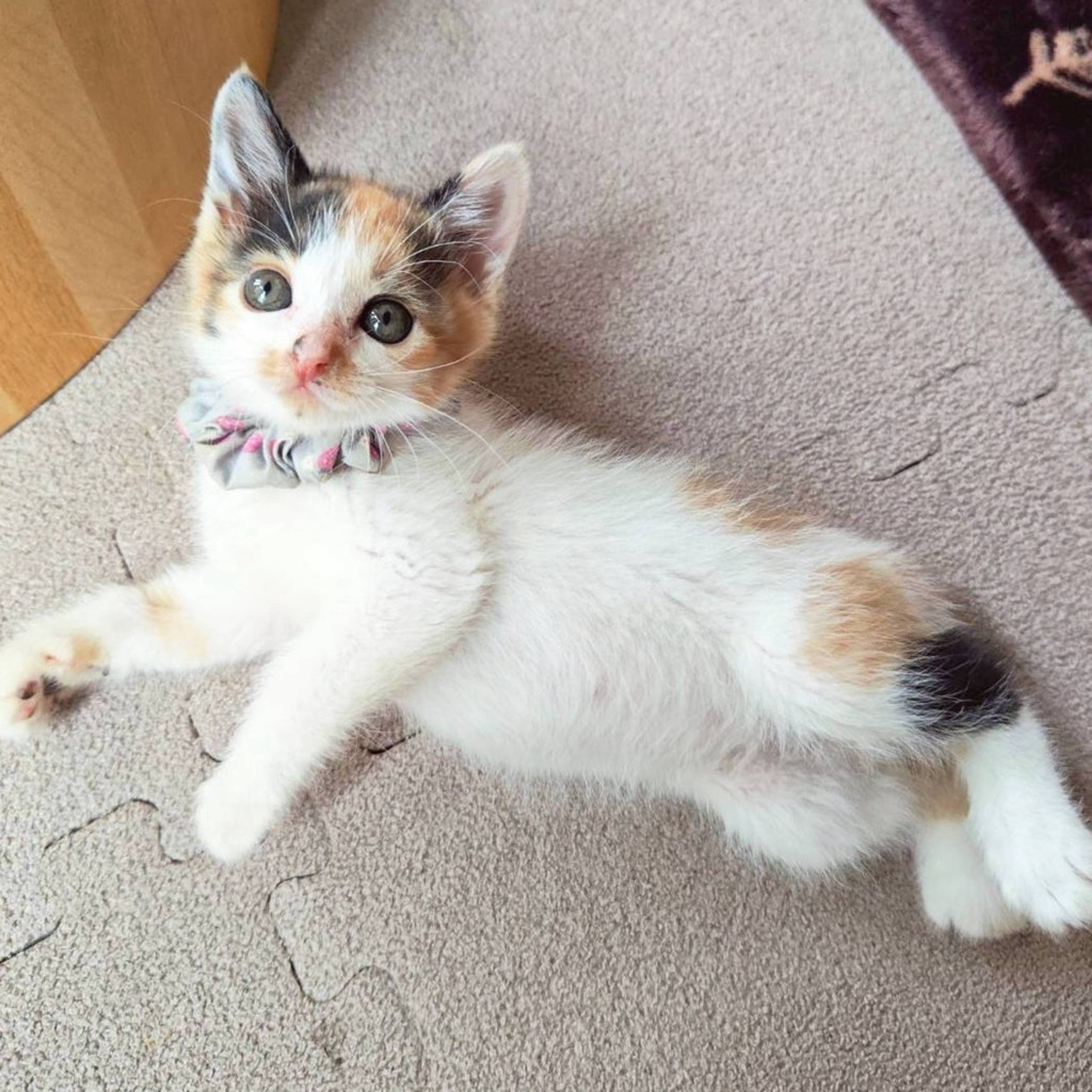 雑種（ミックス猫）・メスの里親募集の写真