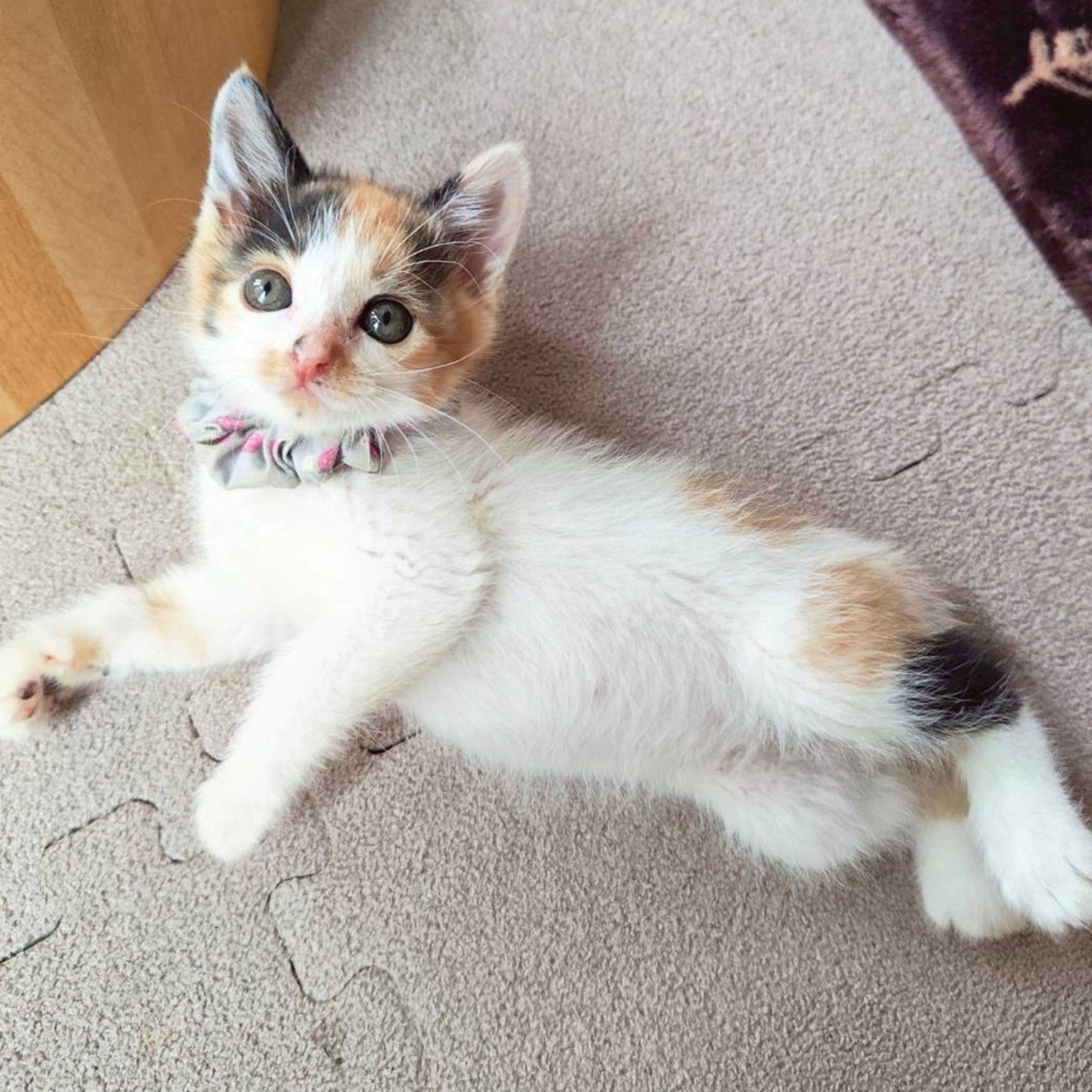 雑種（ミックス猫）・メスの里親募集の写真