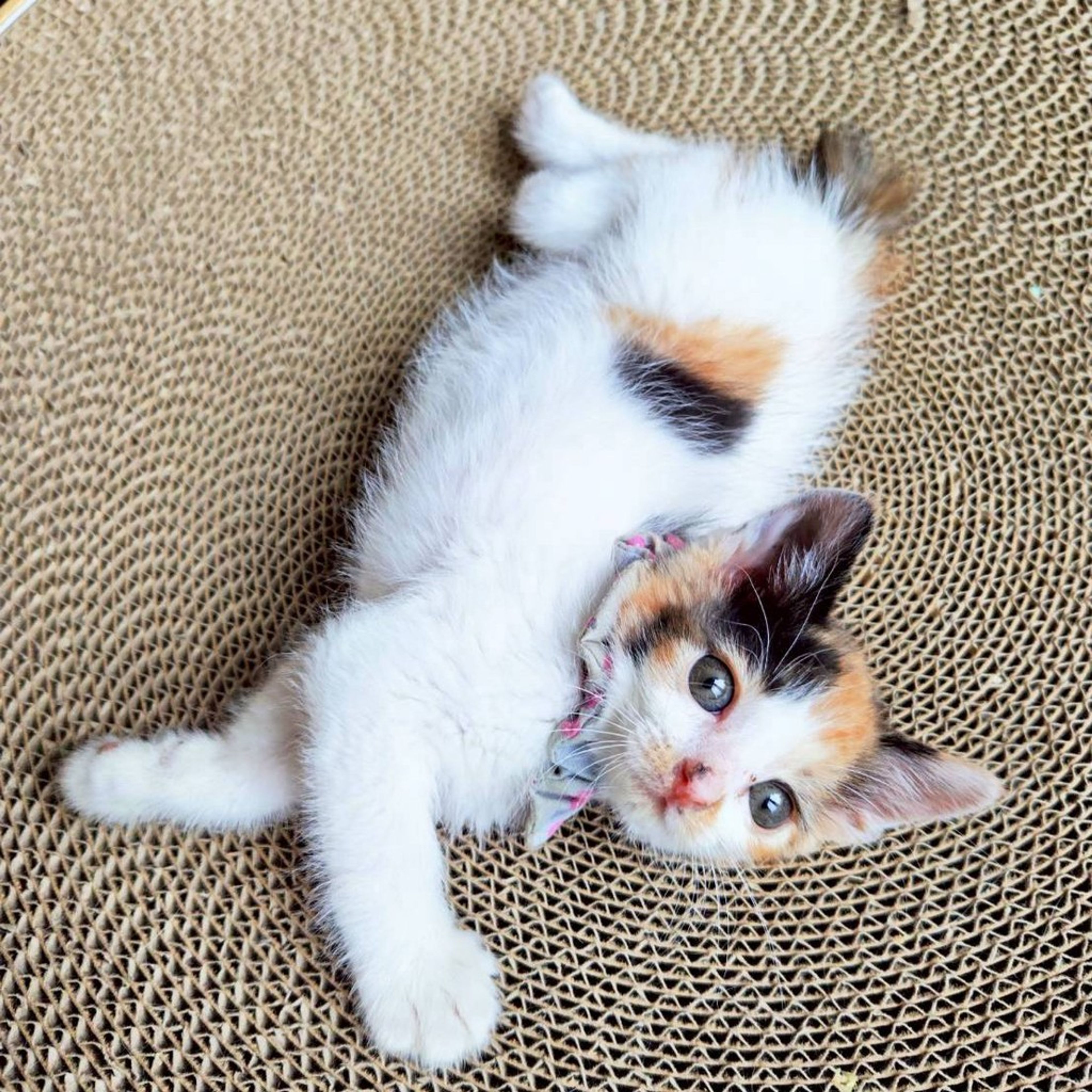 pet-image-3