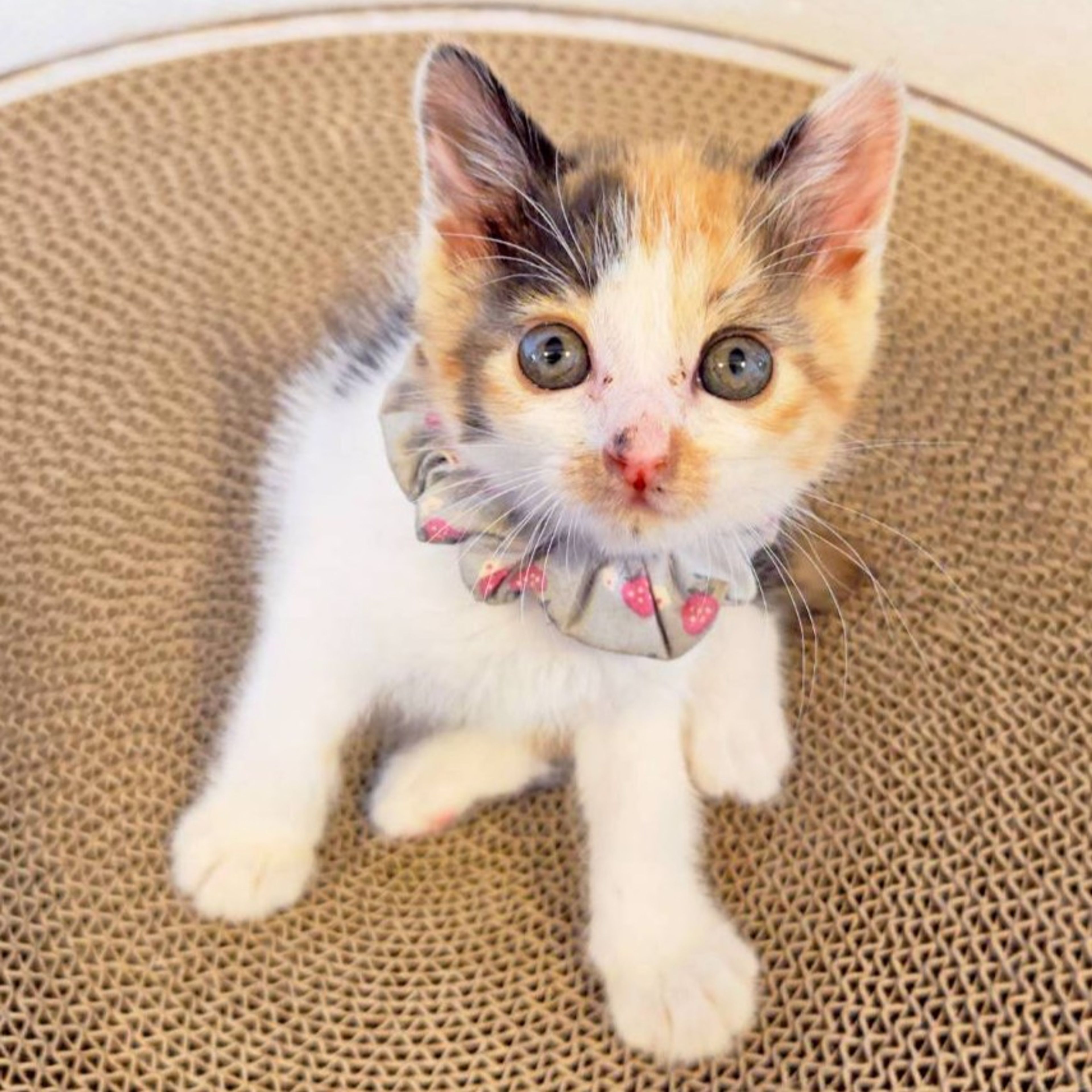 pet-image-4