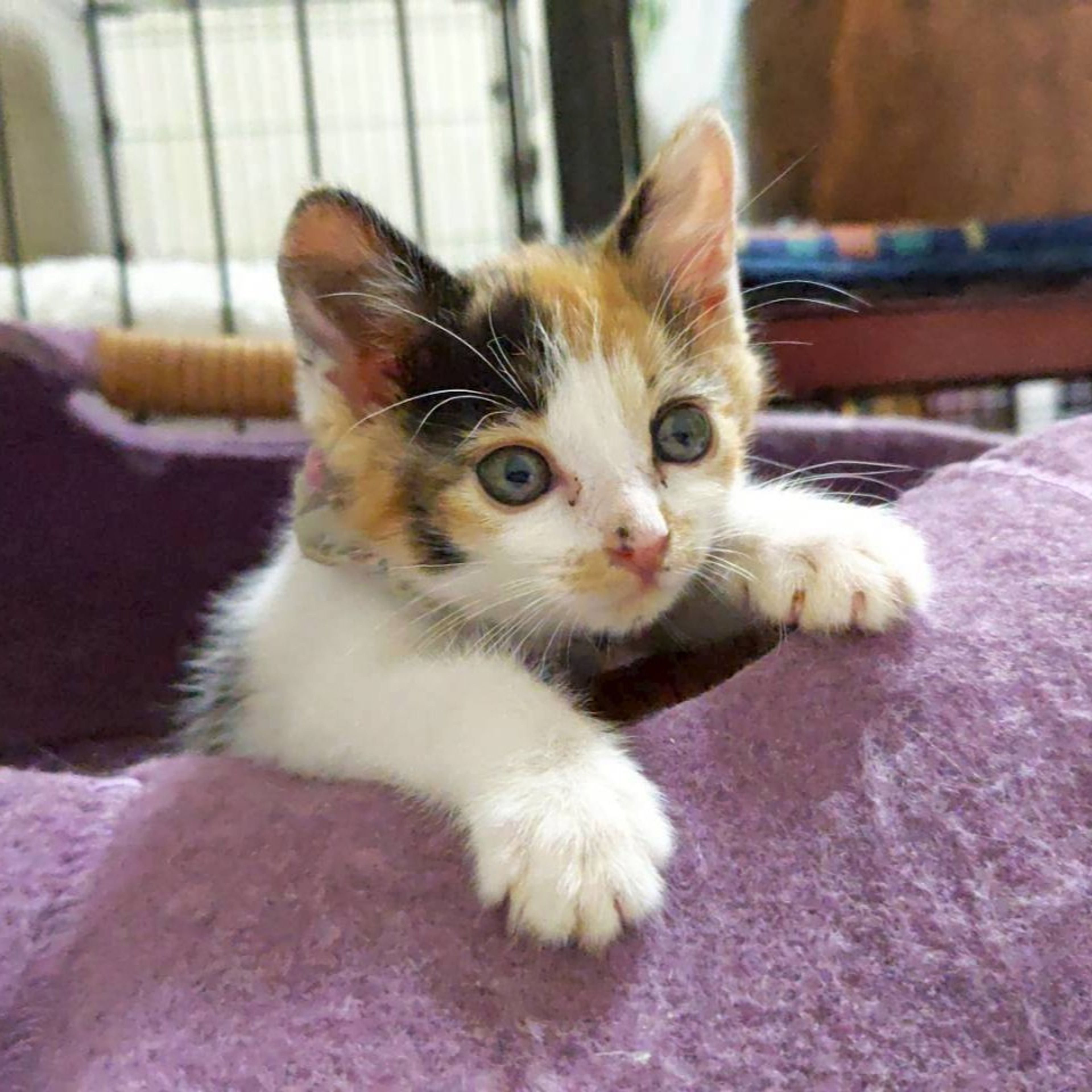 pet-image-5