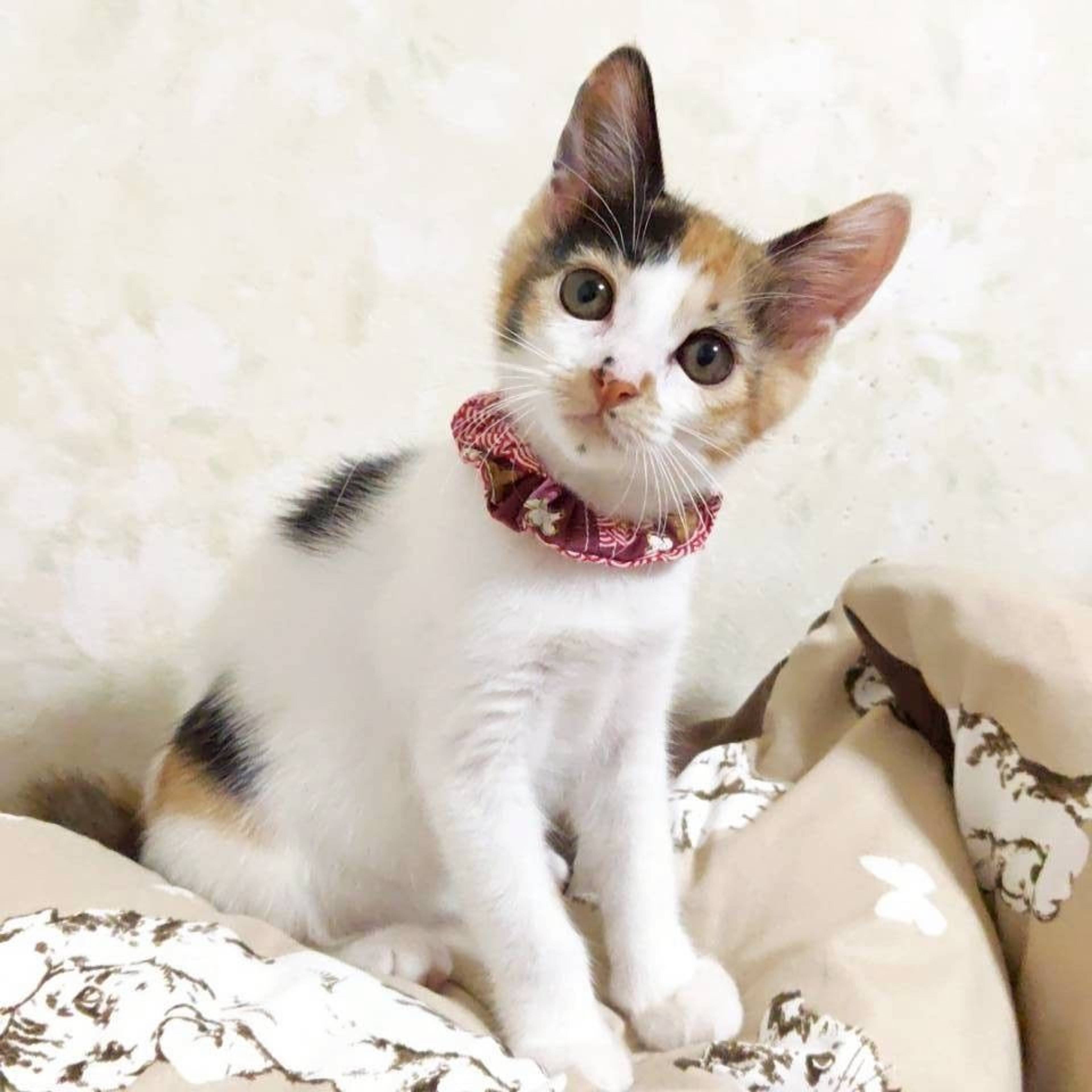 雑種（ミックス猫）・メスの里親募集の写真