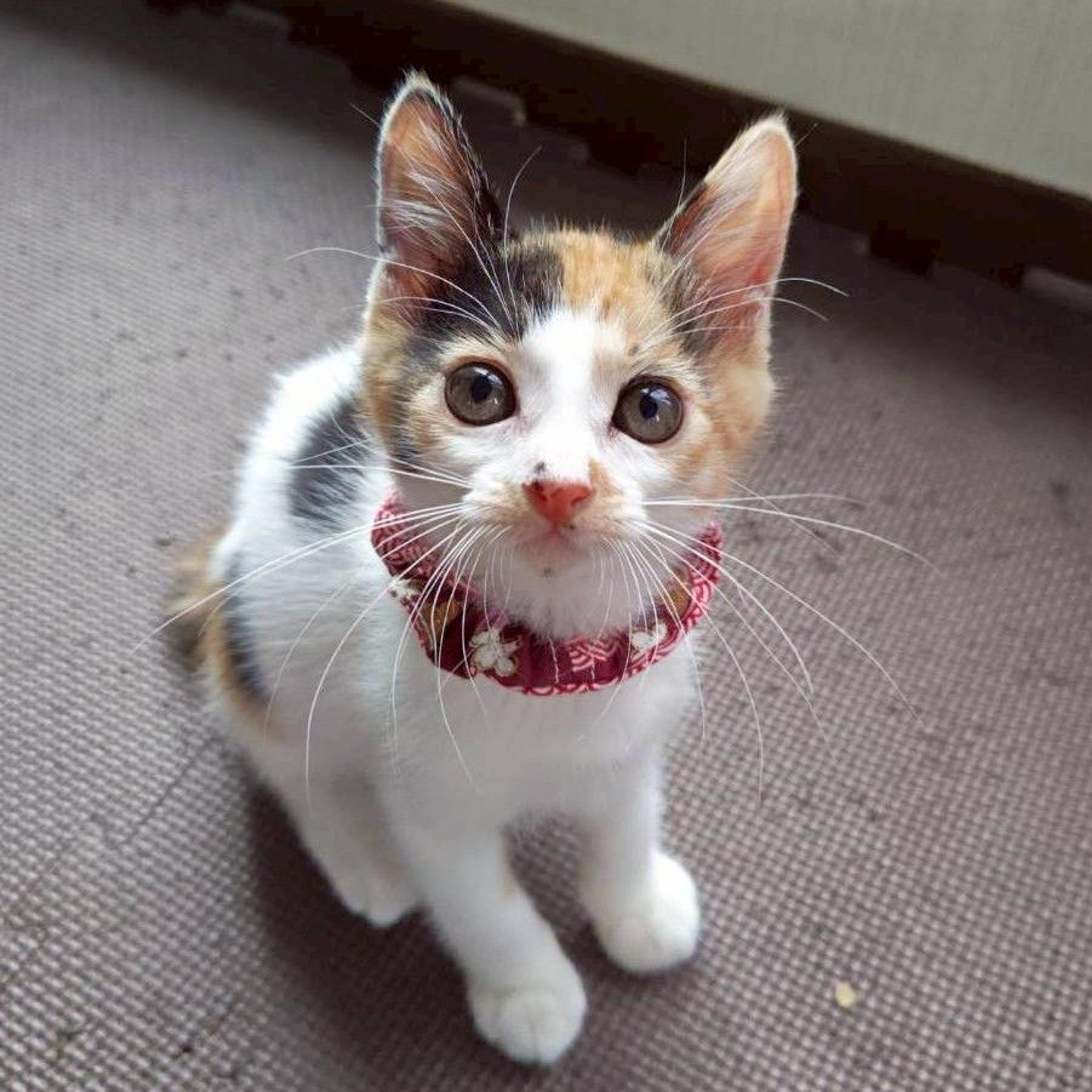 pet-image-3