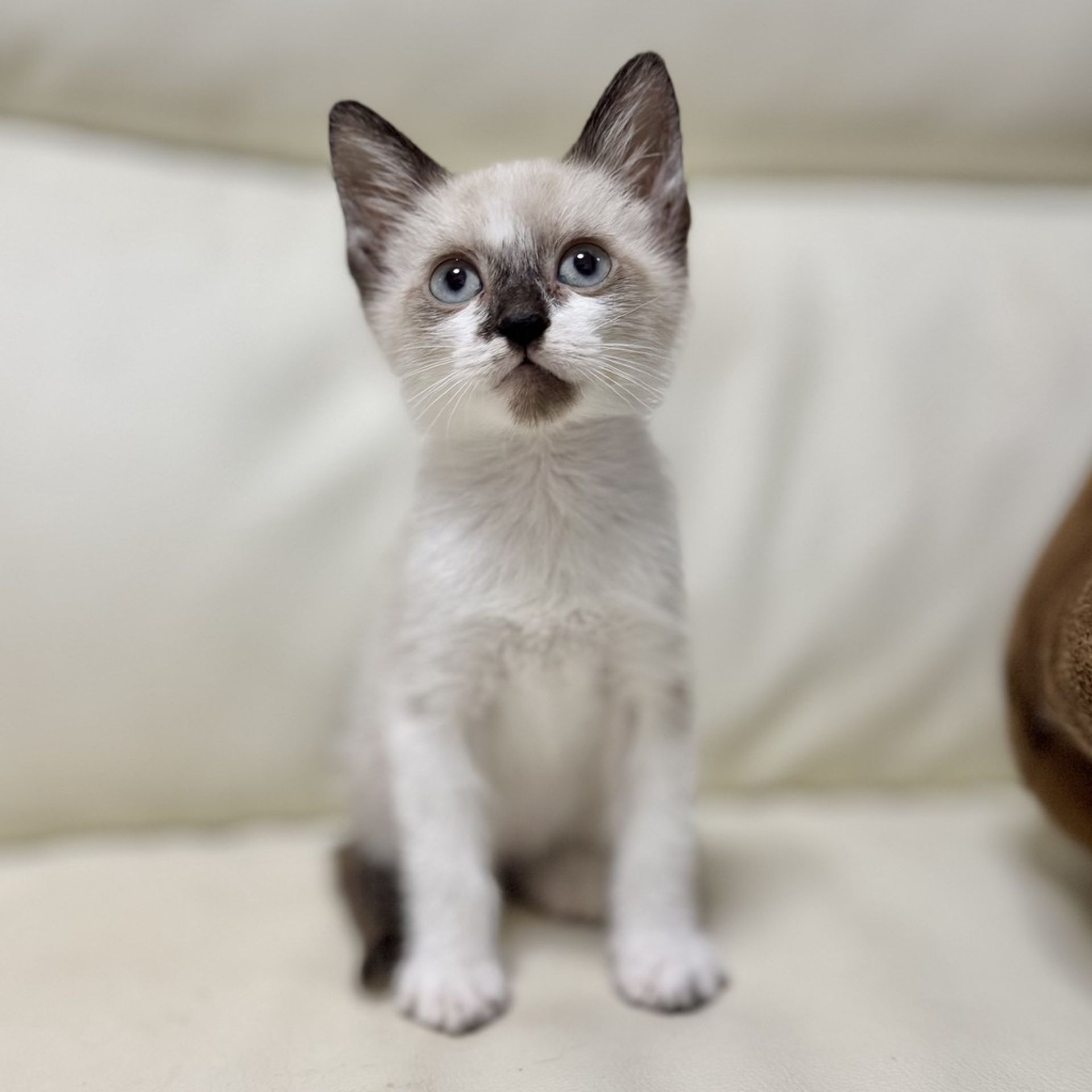 雑種（ミックス猫）・オスの里親募集の写真