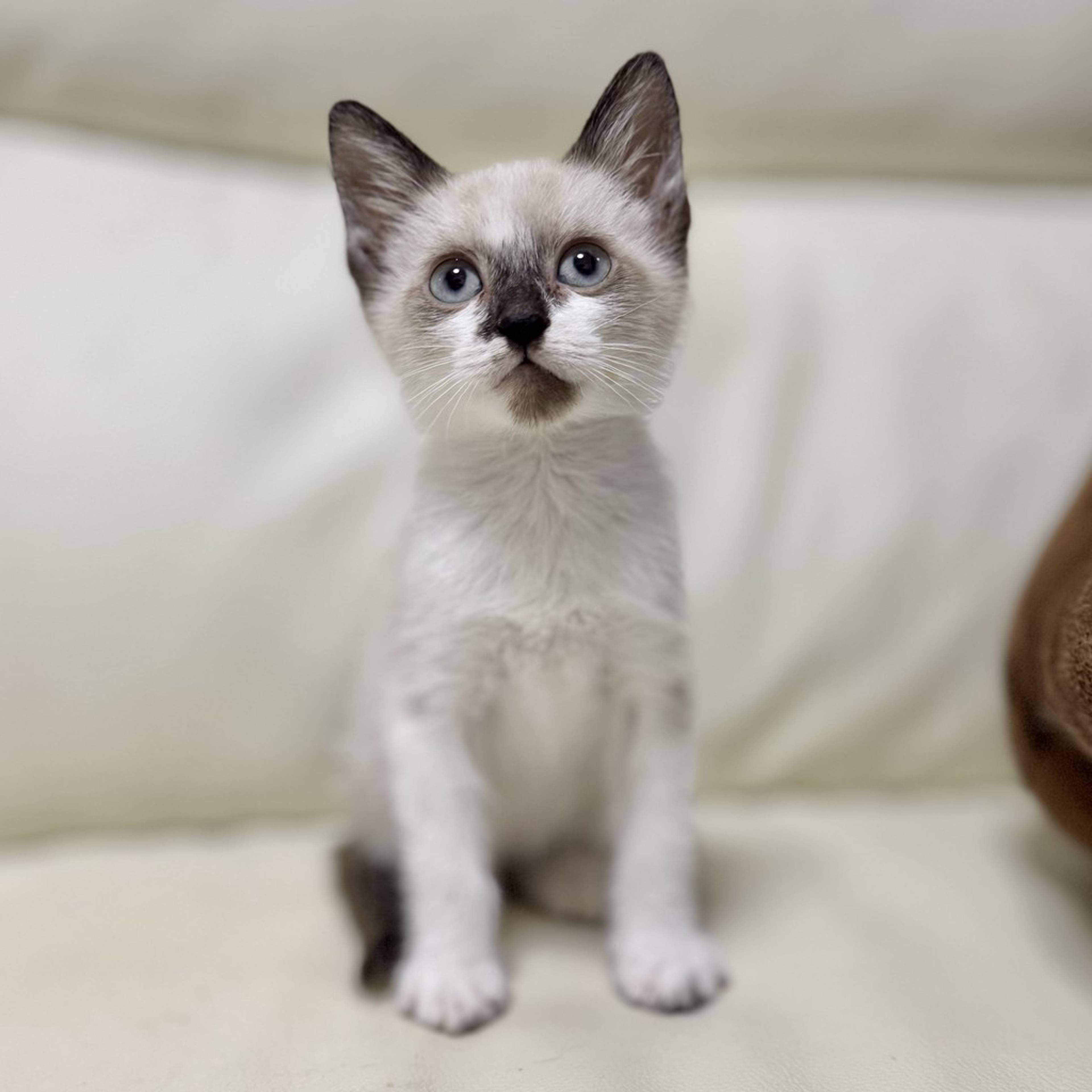 雑種（ミックス猫）・オスの里親募集の写真