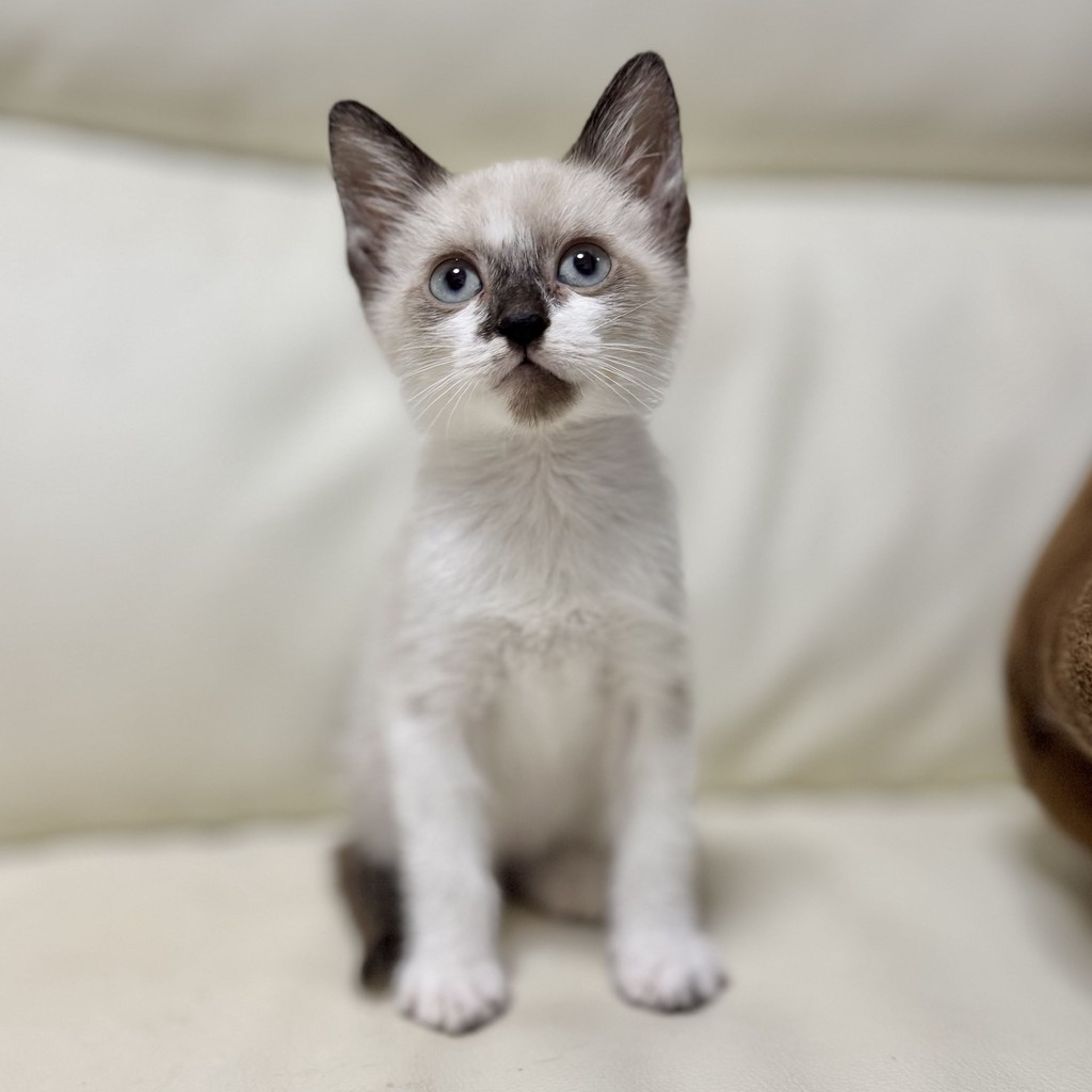 雑種（ミックス猫）・オスの里親募集の写真
