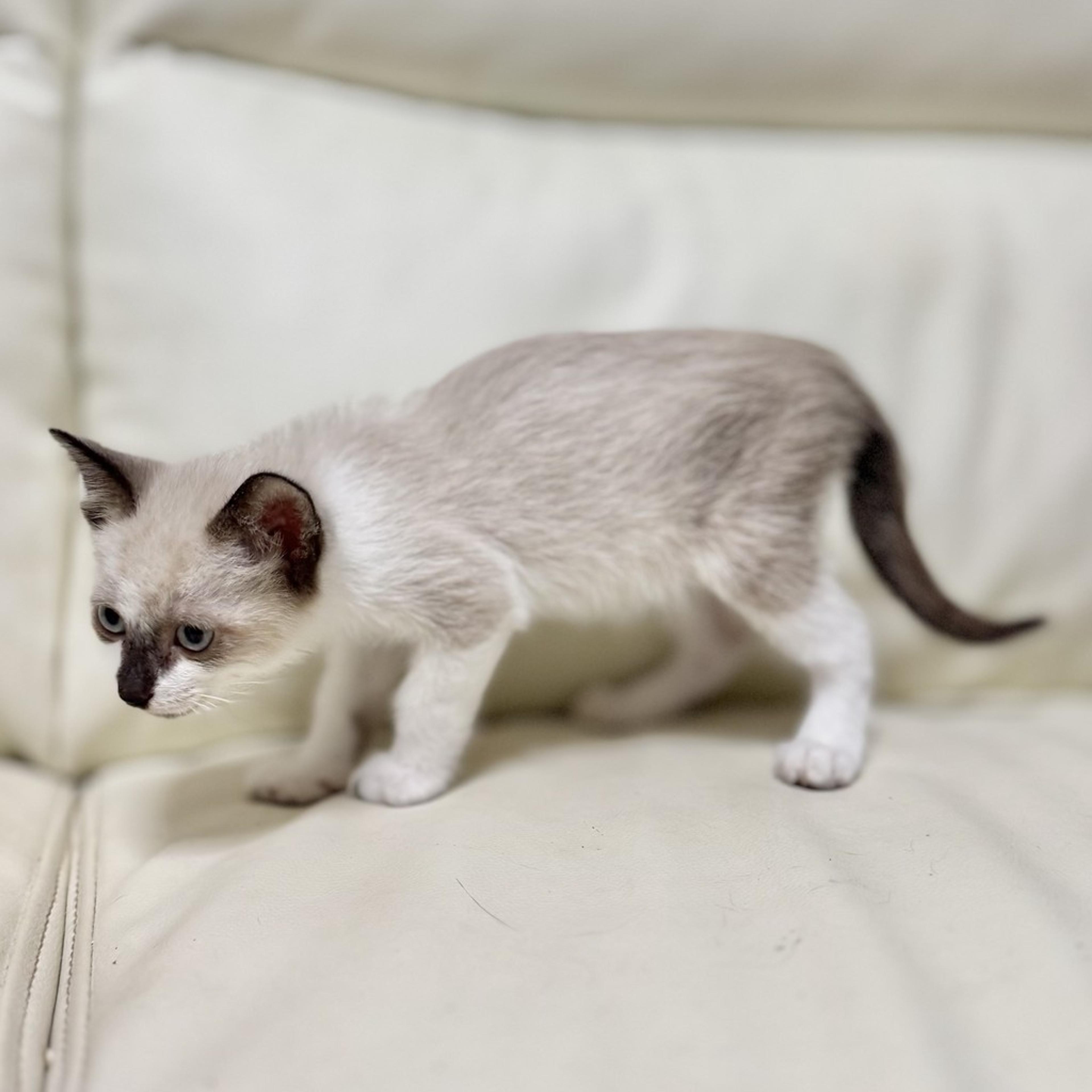 pet-image-4