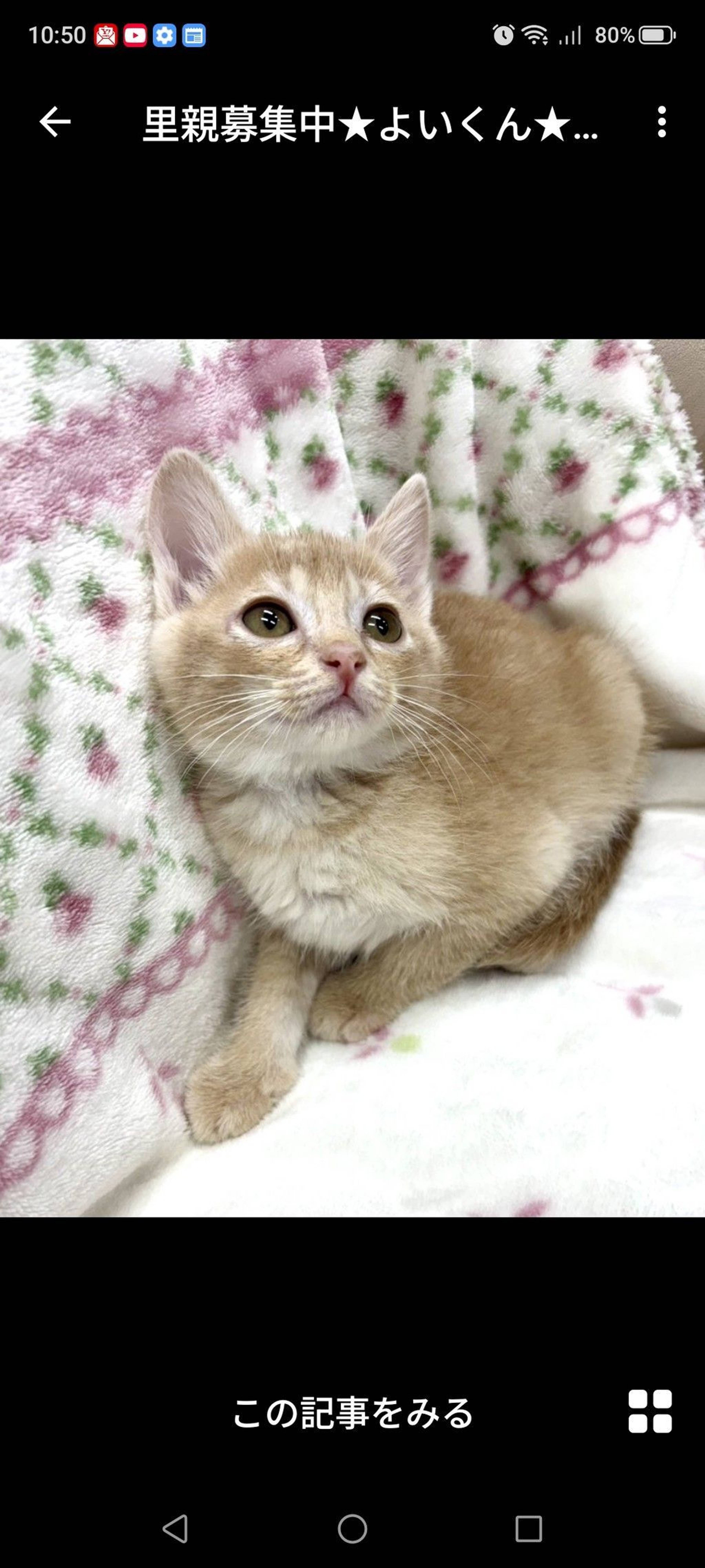 雑種（ミックス猫）・オスの里親募集の写真
