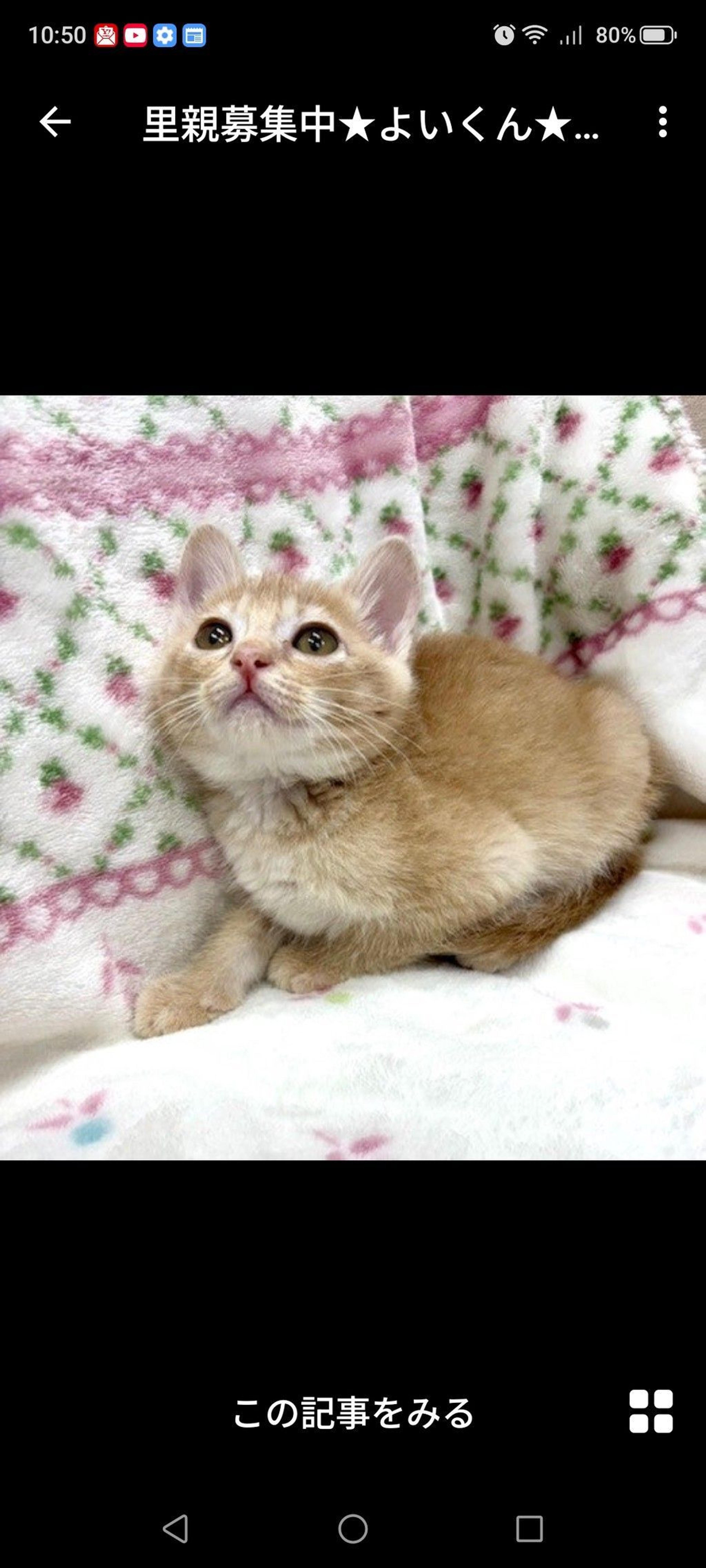 pet-image-3