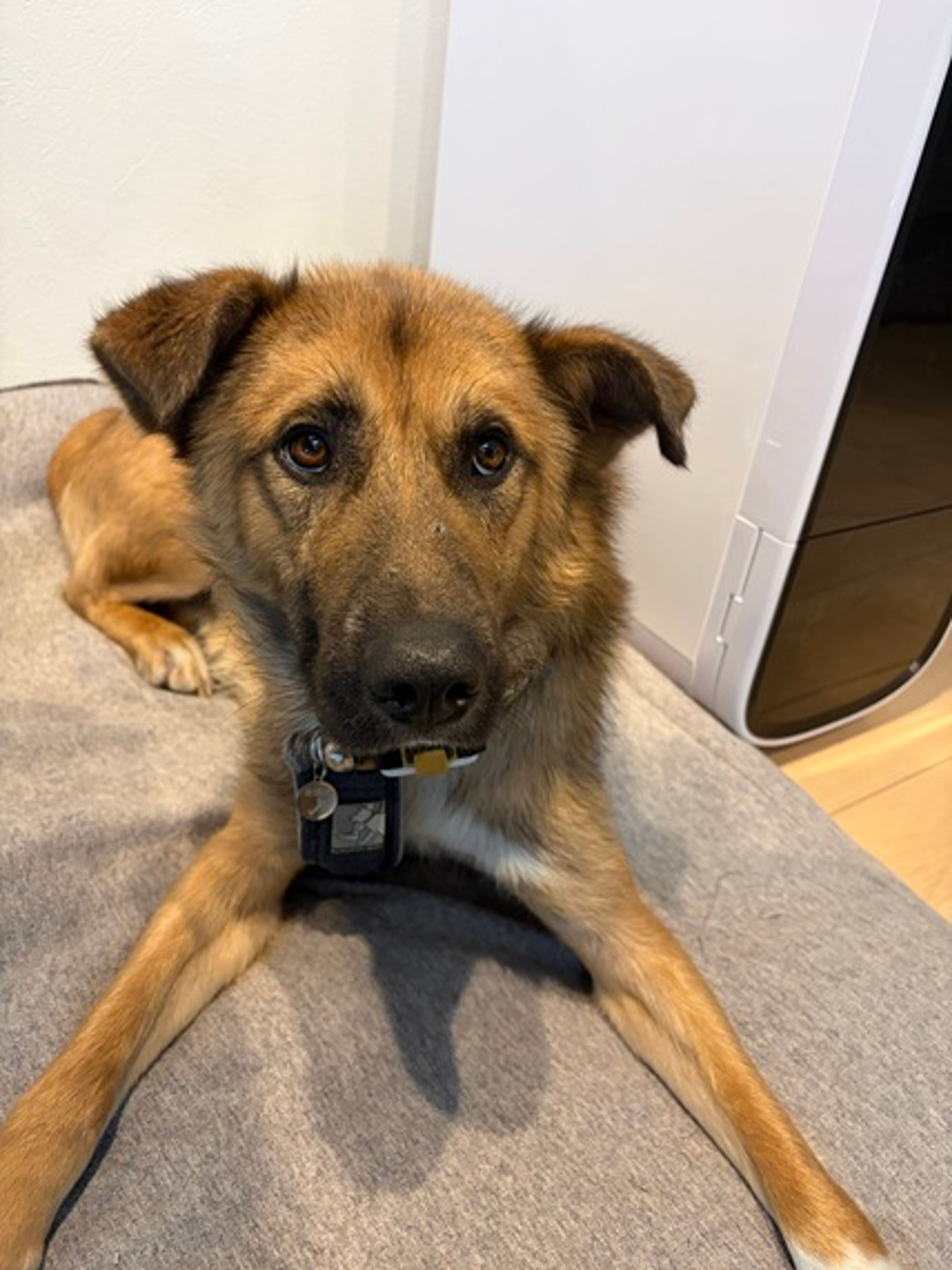 pet-image-2