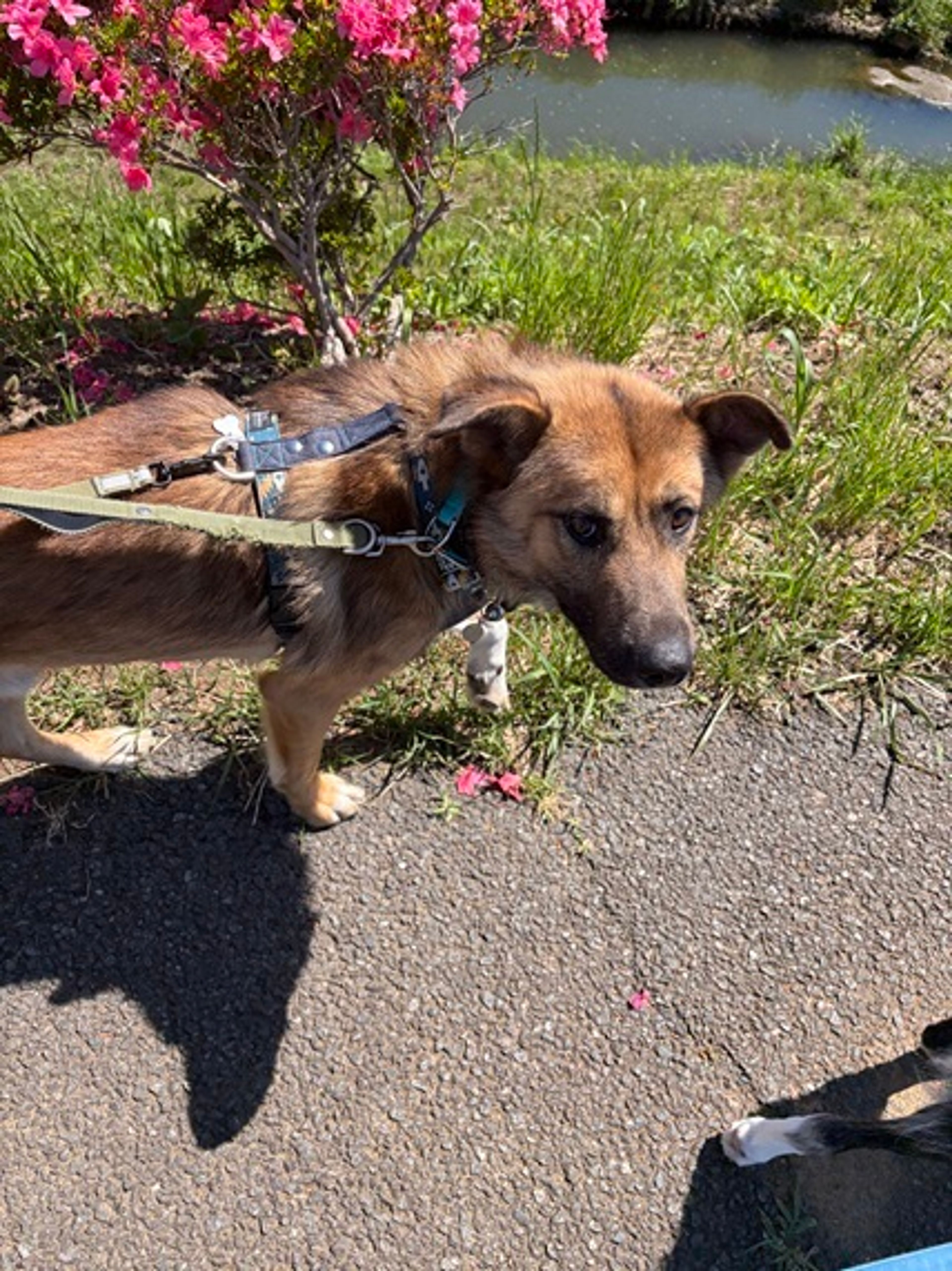 pet-image-4
