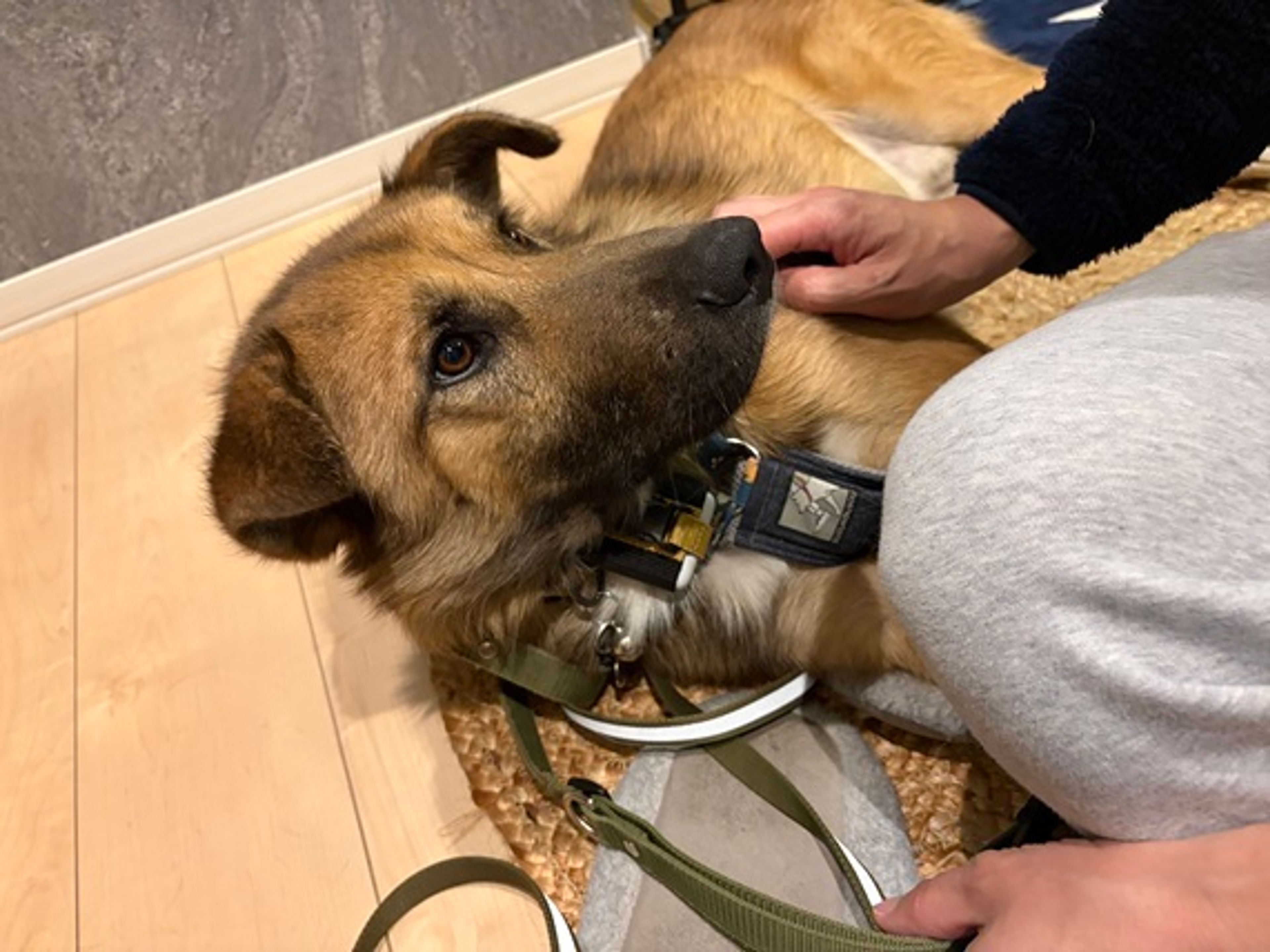 pet-image-5