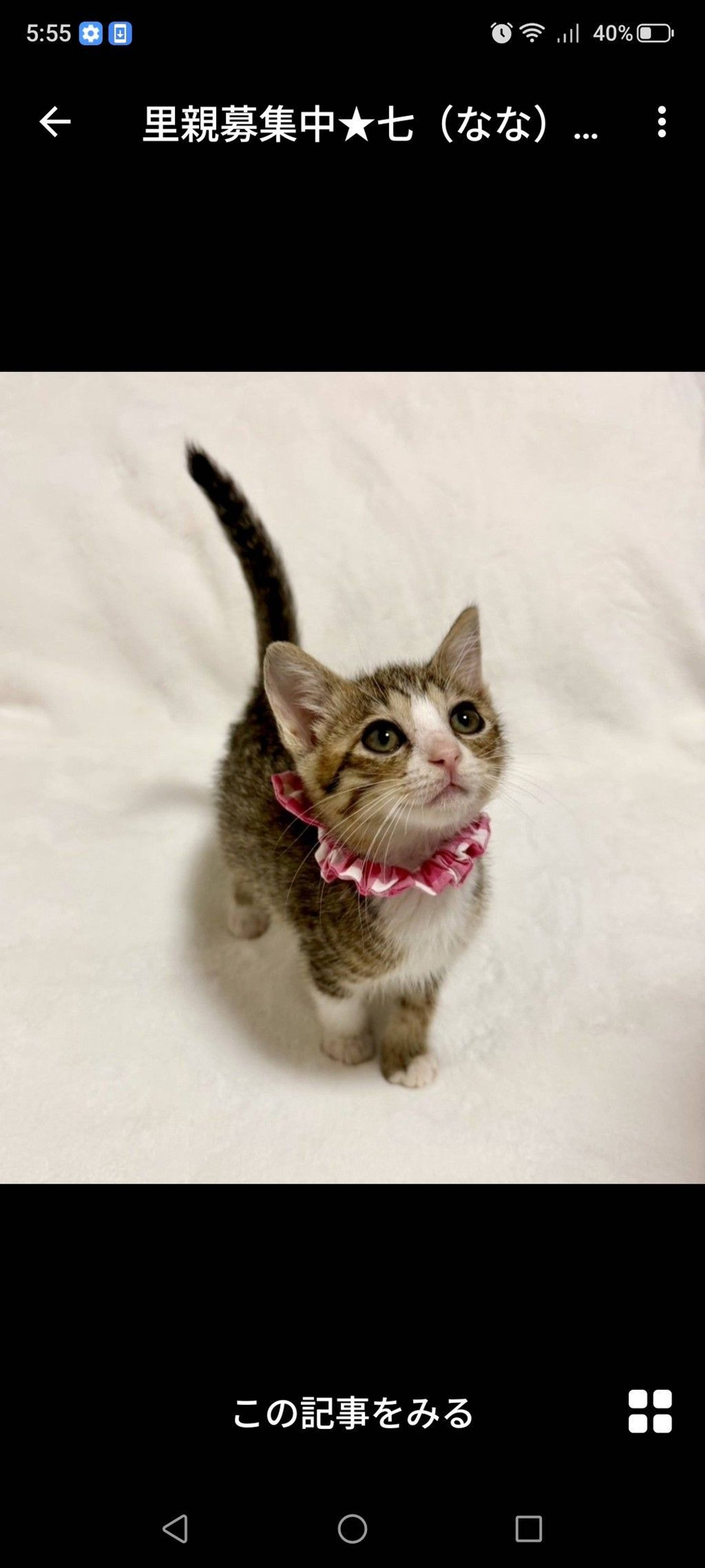 雑種（ミックス猫）・メスの里親募集の写真