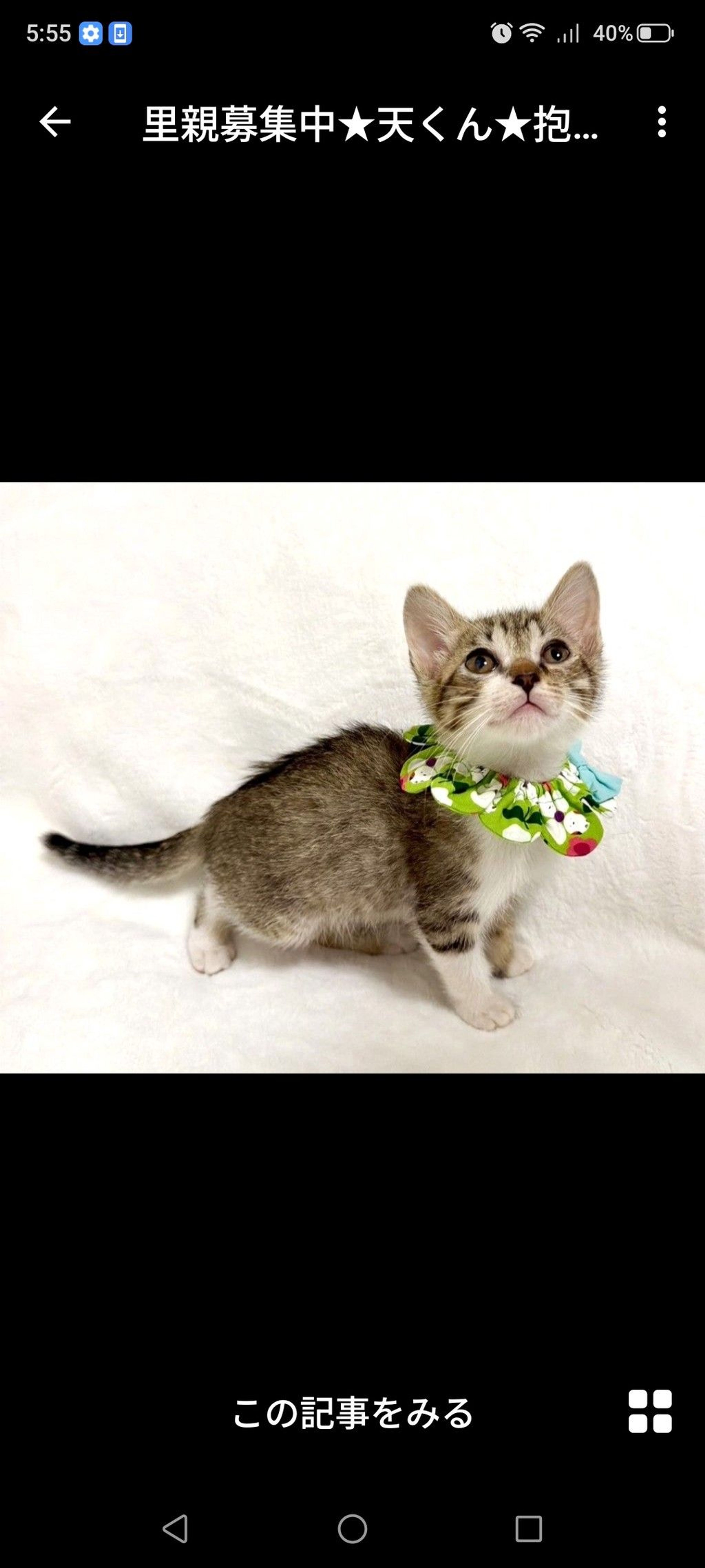 雑種（ミックス猫）・オスの里親募集の写真