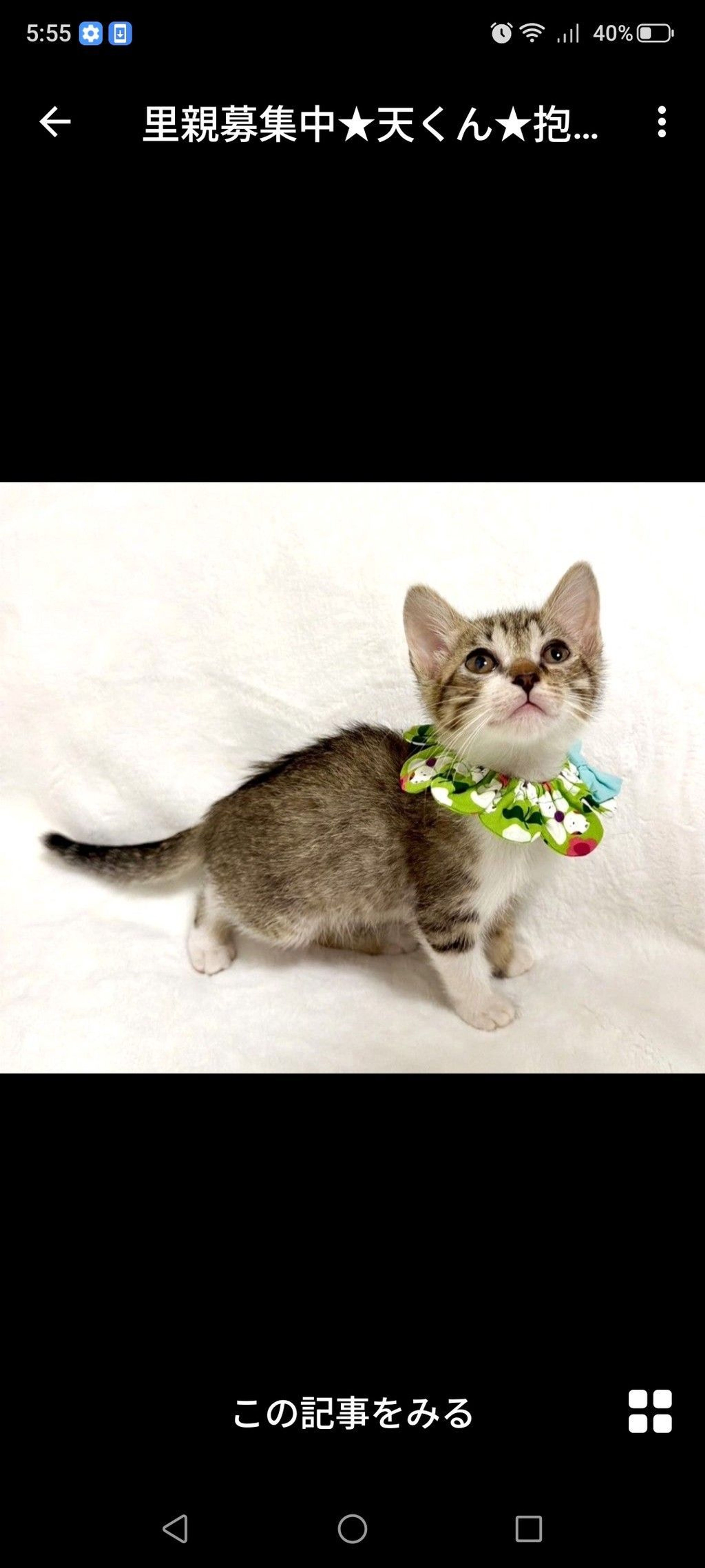 雑種（ミックス猫）・オスの里親募集の写真