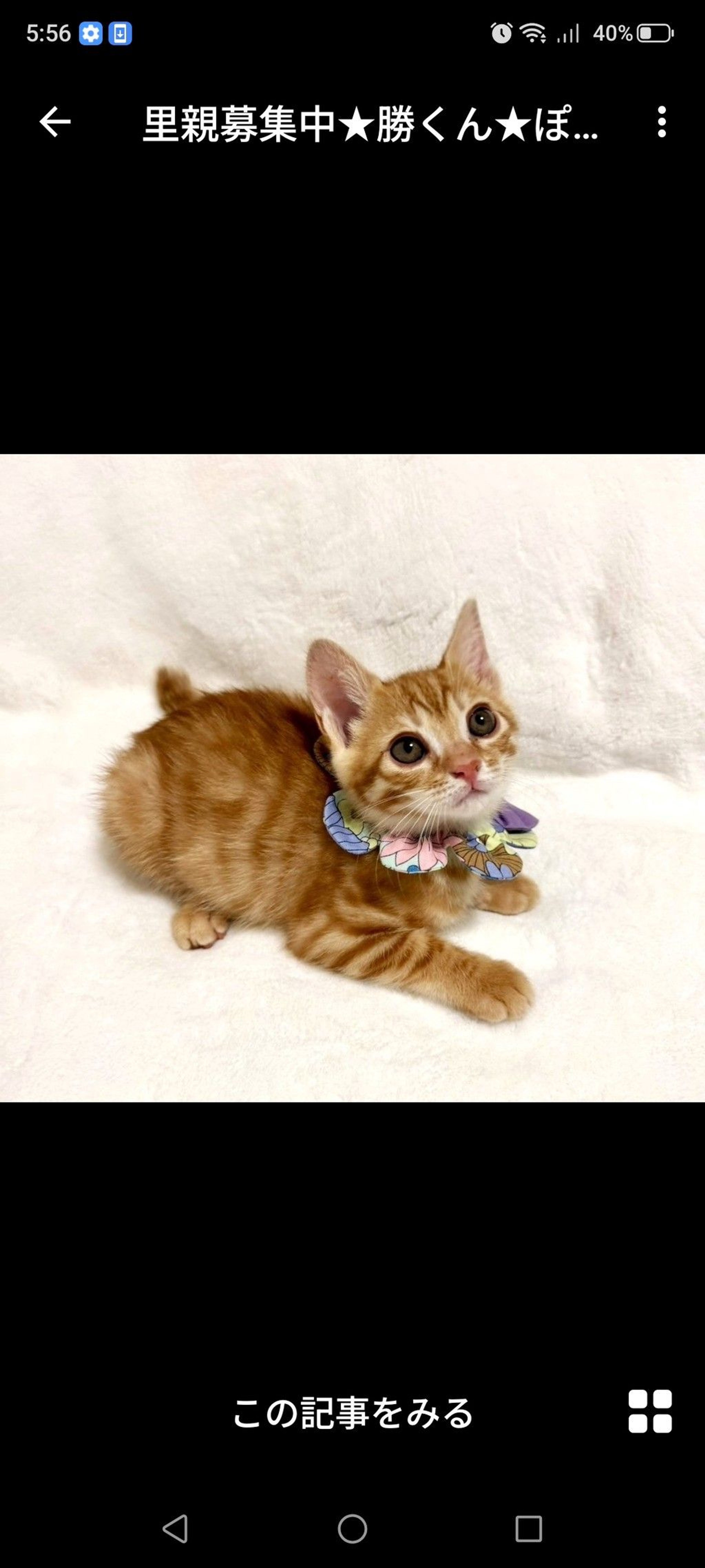 雑種（ミックス猫）・オスの里親募集の写真