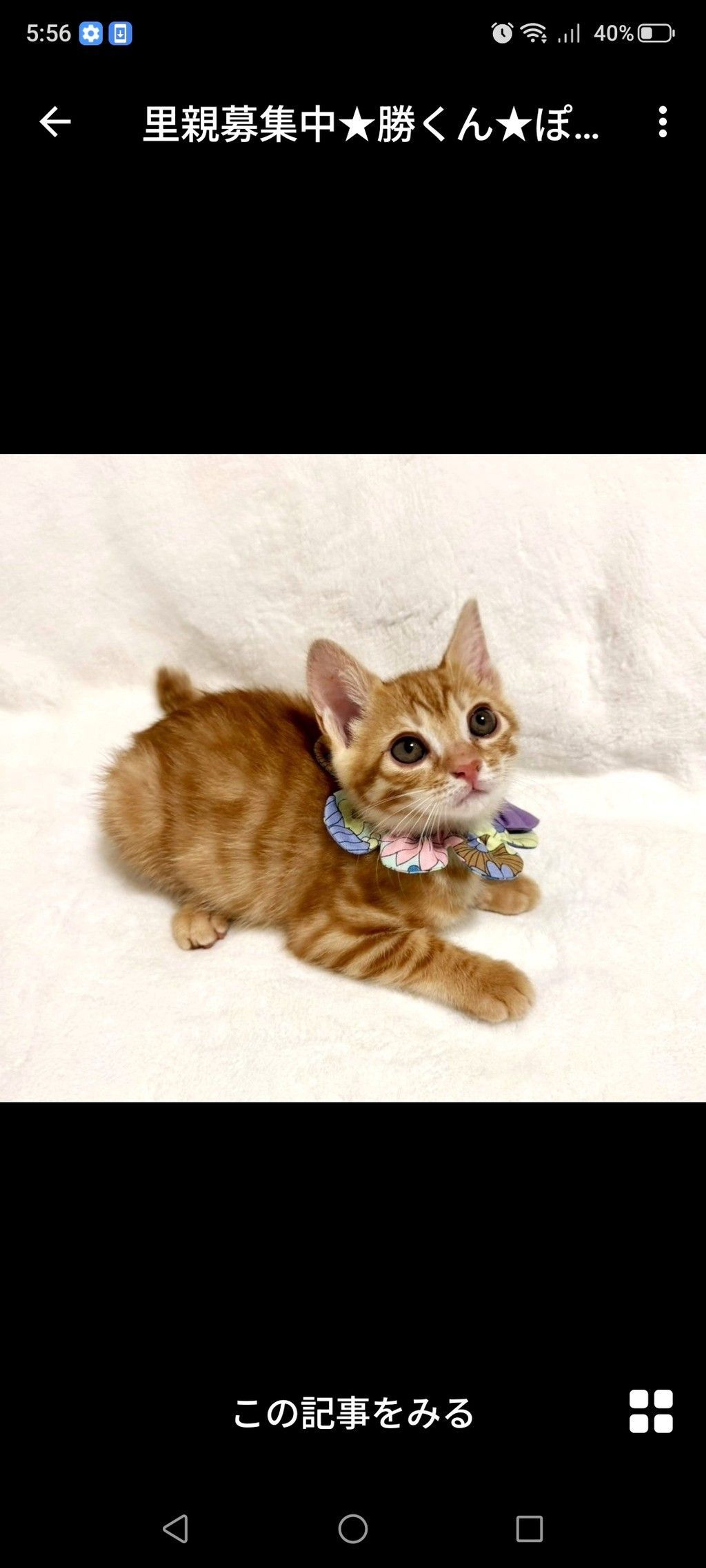 雑種（ミックス猫）・オスの里親募集の写真