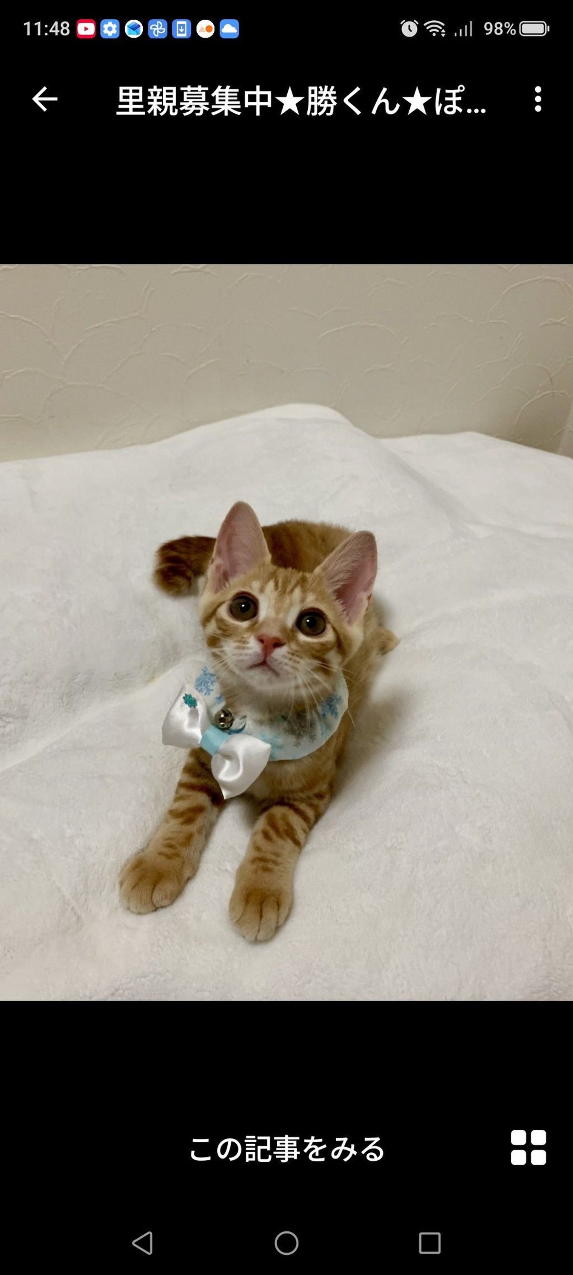 雑種（ミックス猫）・オスの里親募集の写真