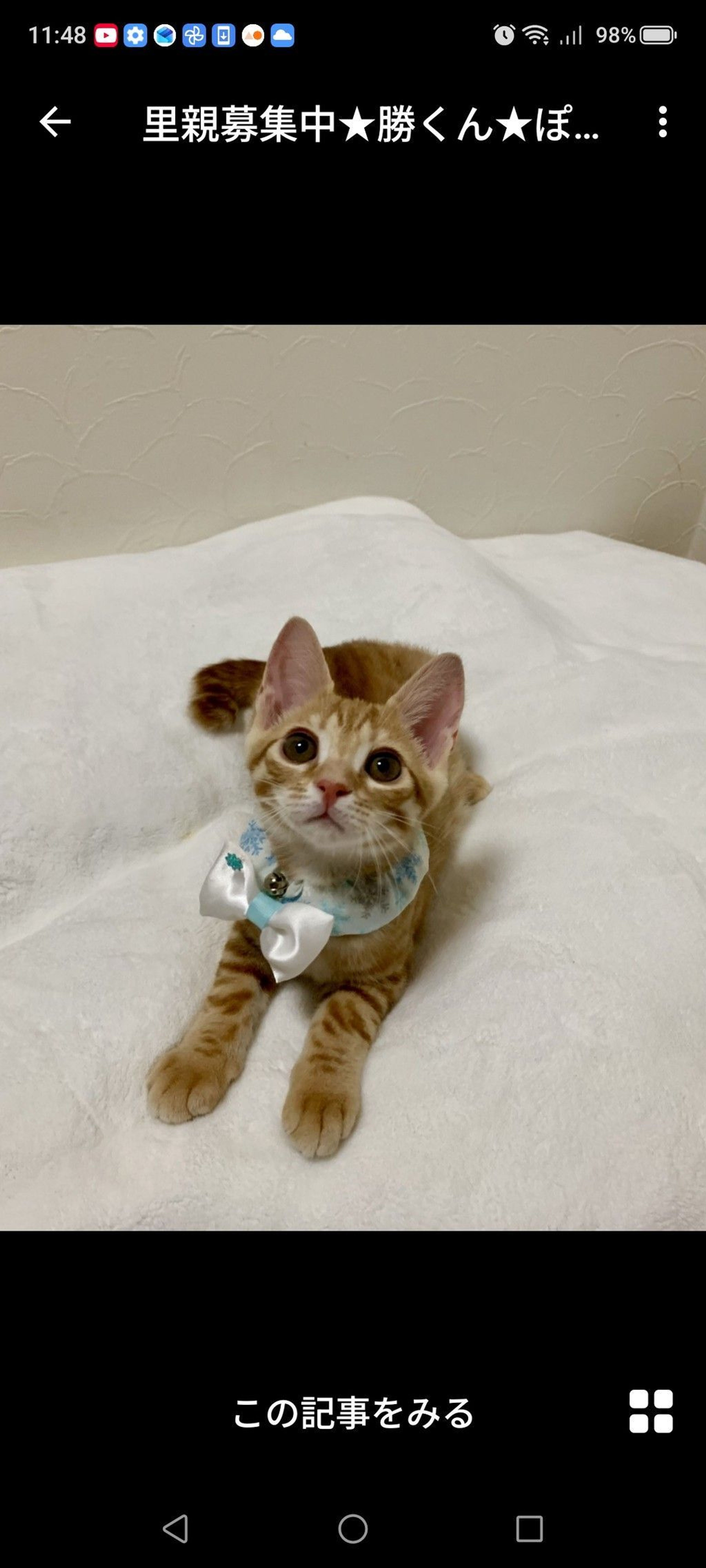 雑種（ミックス猫）・オスの里親募集の写真