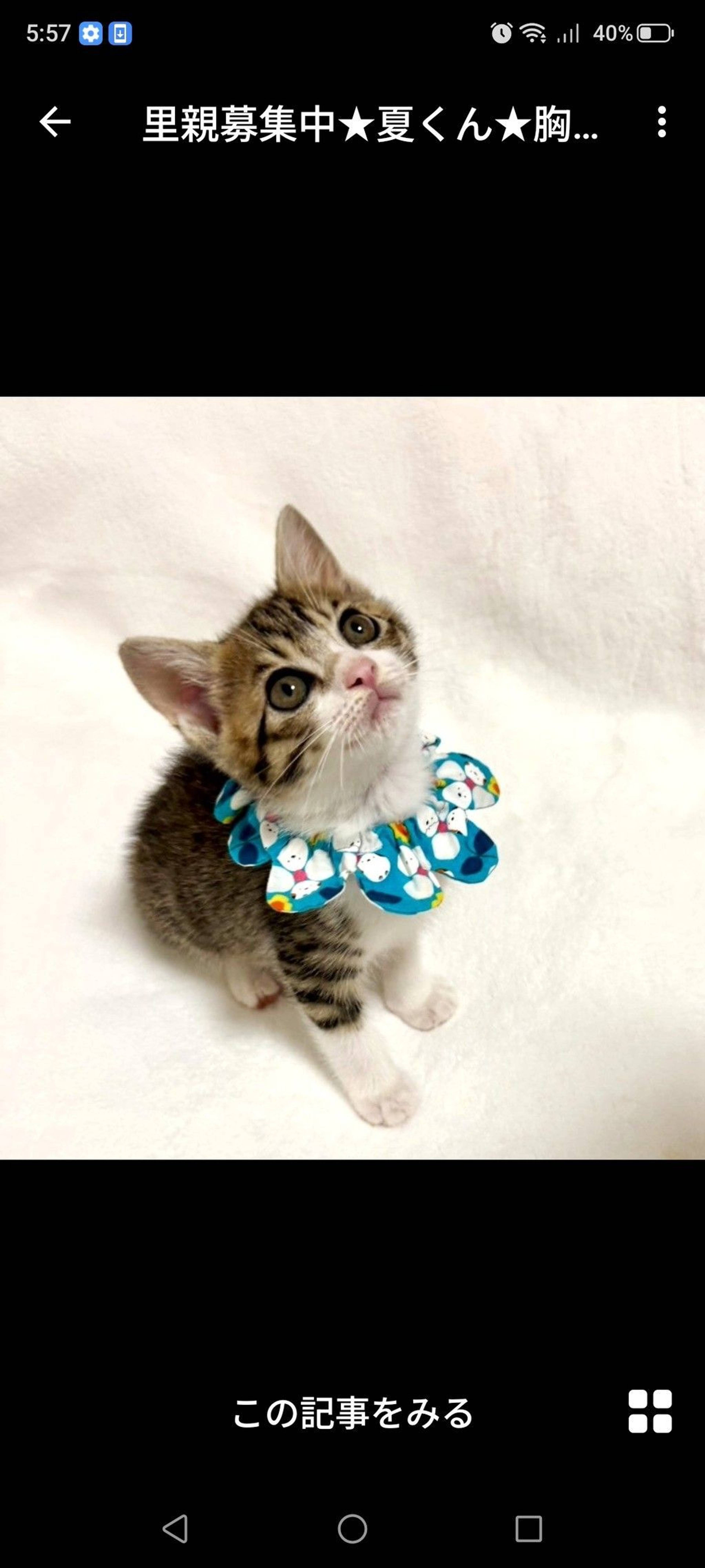 雑種（ミックス猫）・オスの里親募集の写真