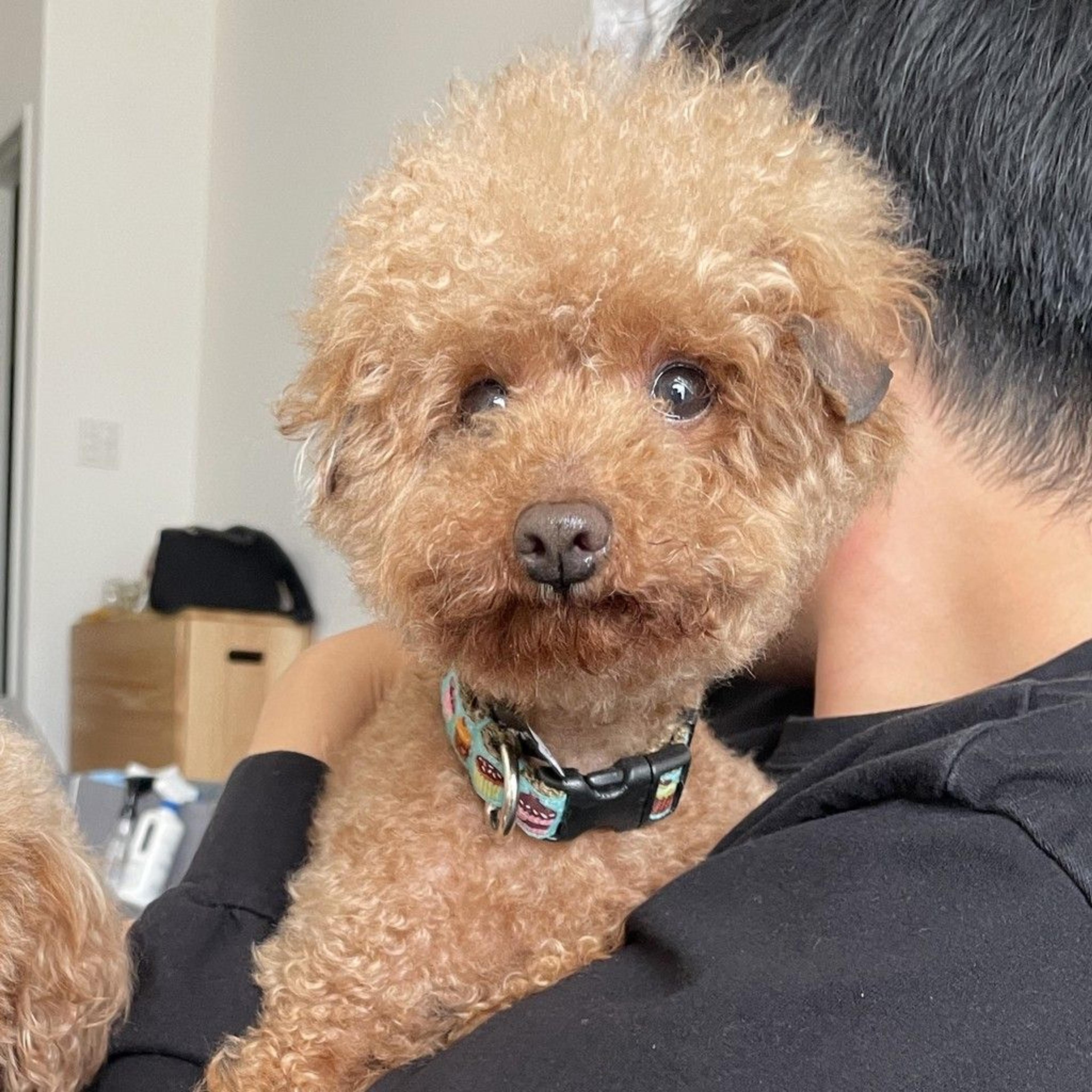 pet-image-5