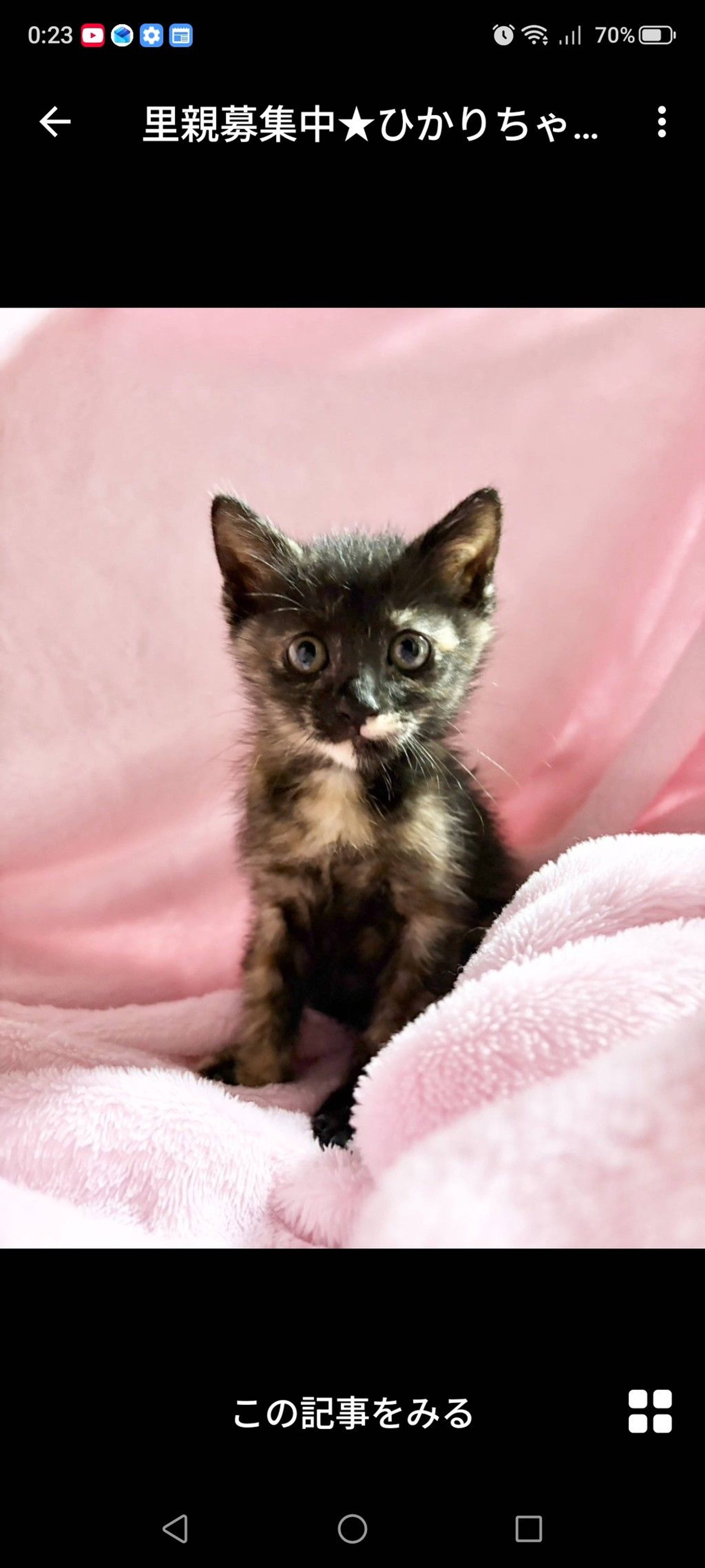 雑種（ミックス猫）・メスの里親募集の写真