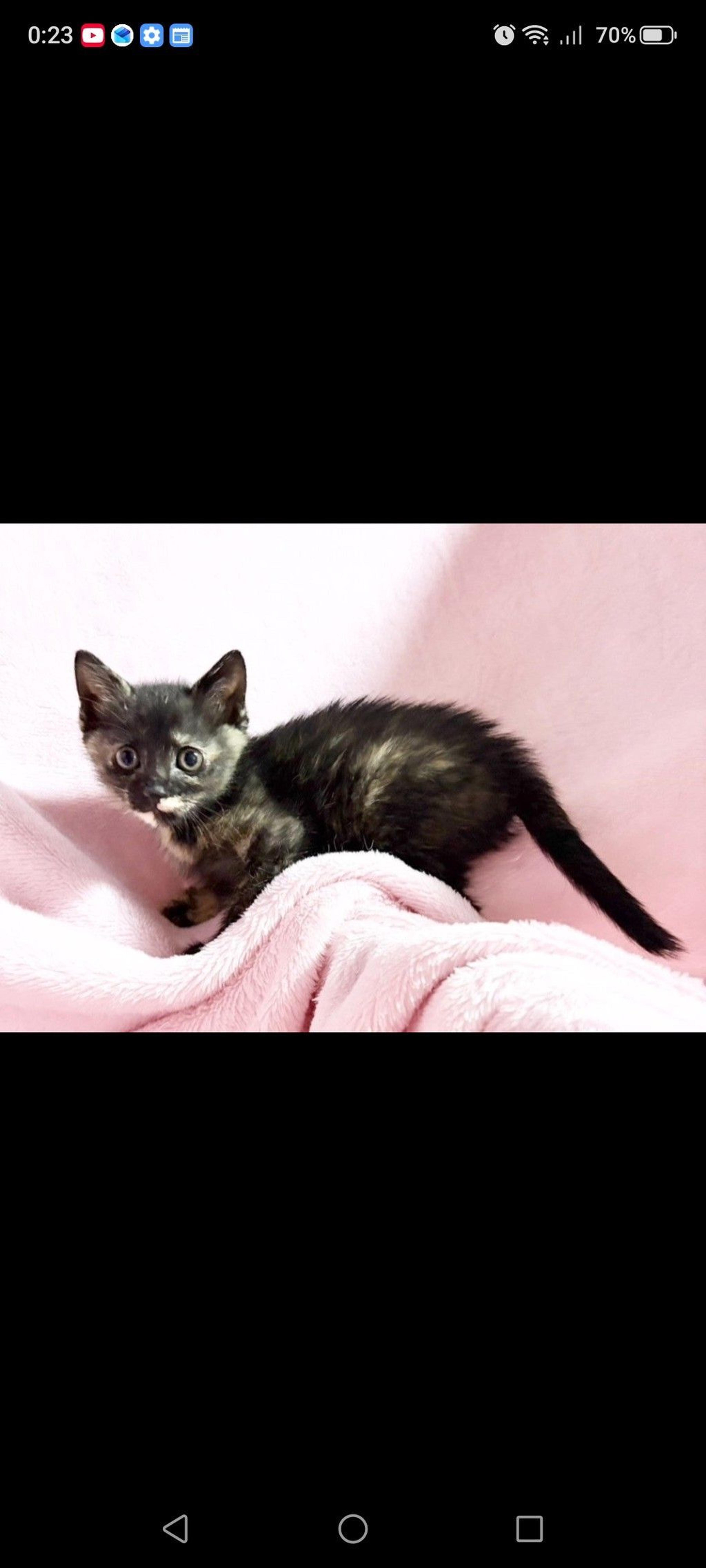 pet-image-3