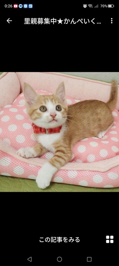 かんぺいくんの写真