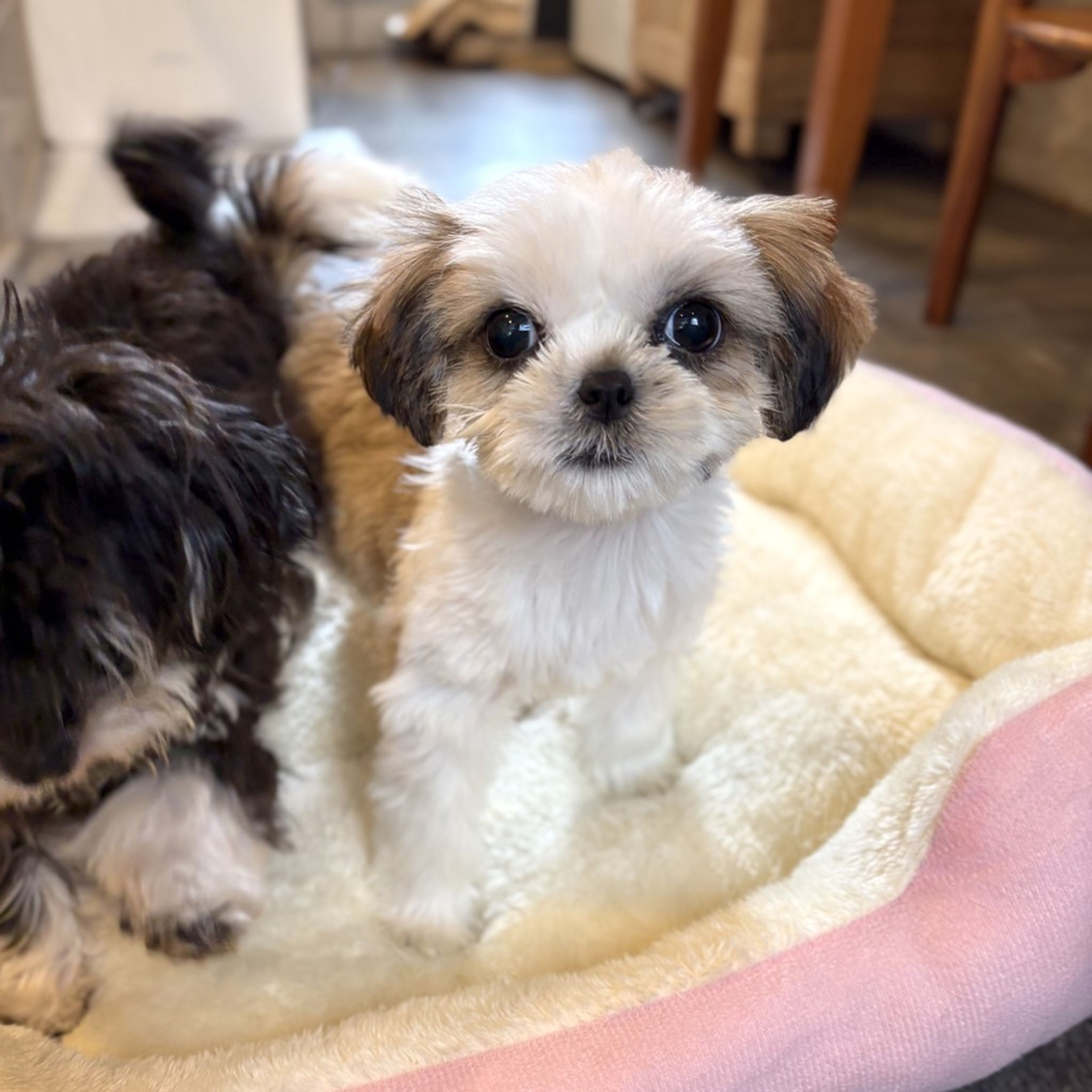 pet-image-2