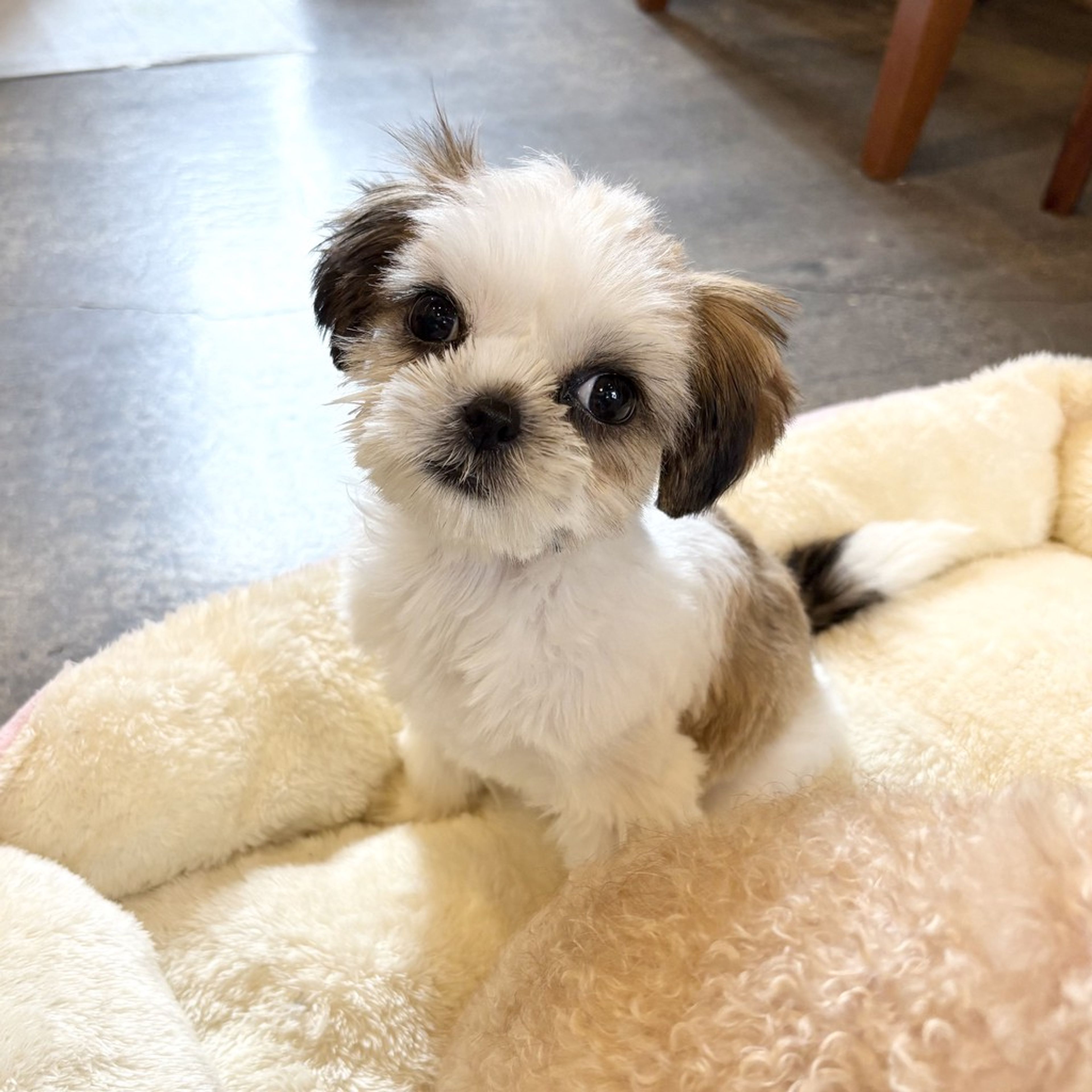 pet-image-3