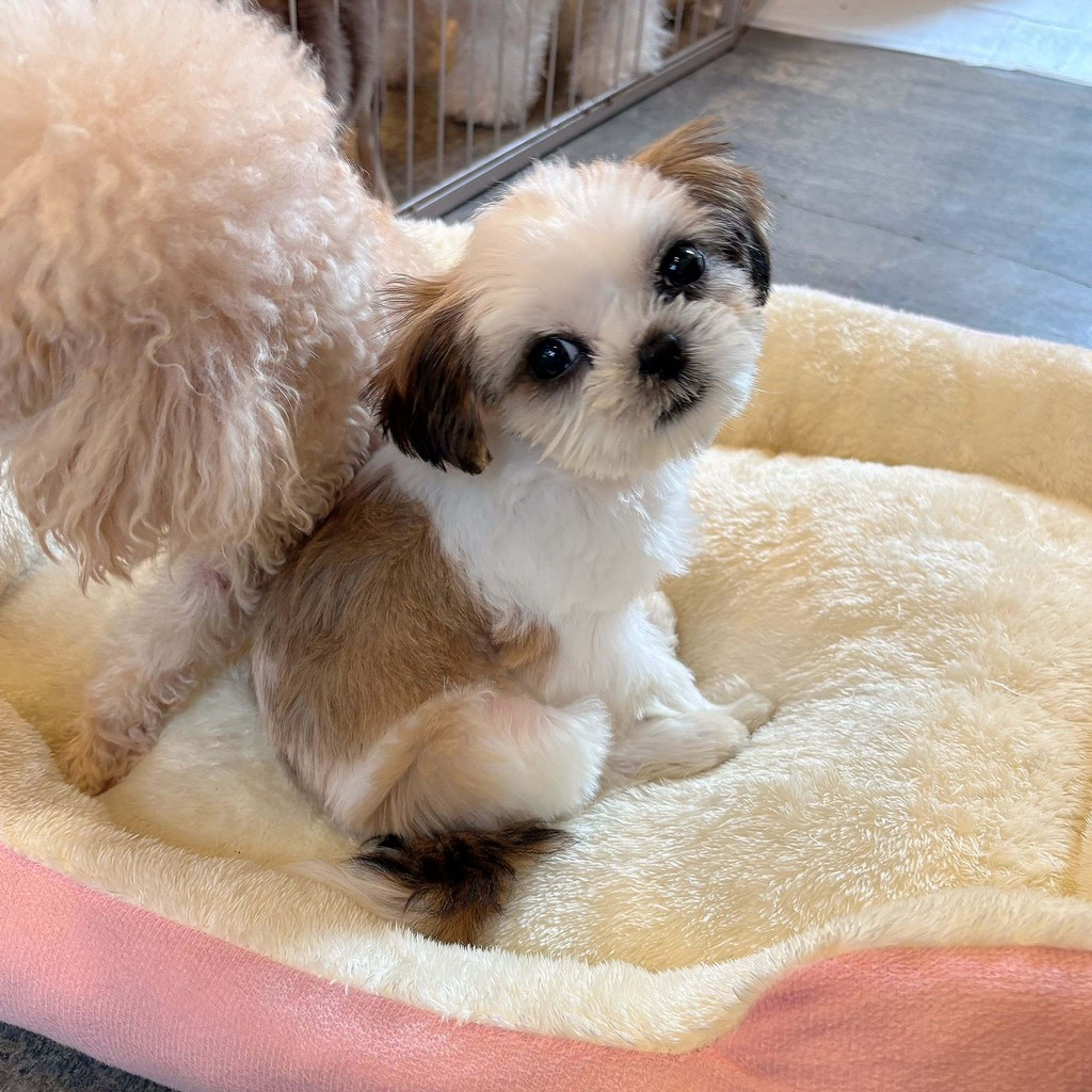 pet-image-4