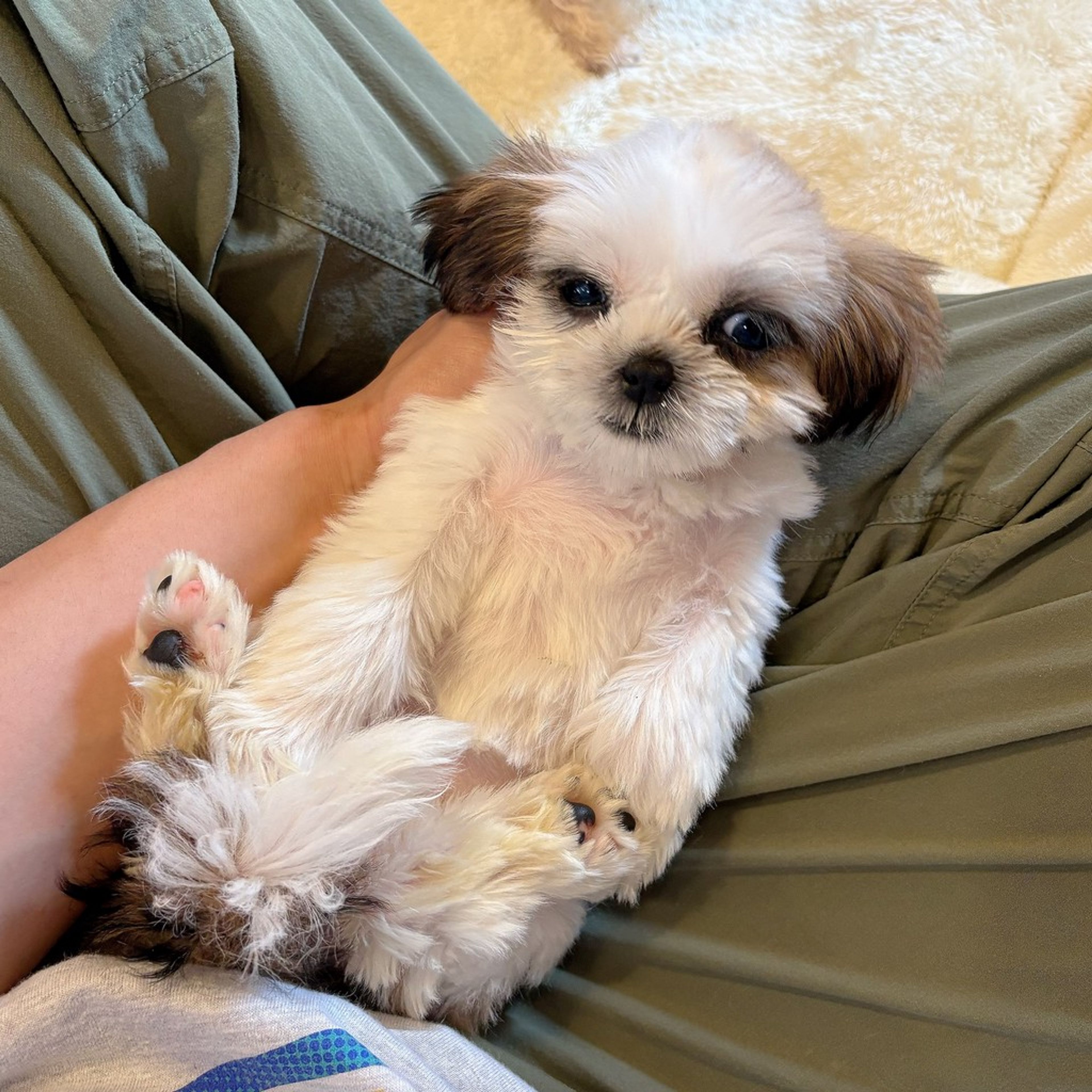 pet-image-5