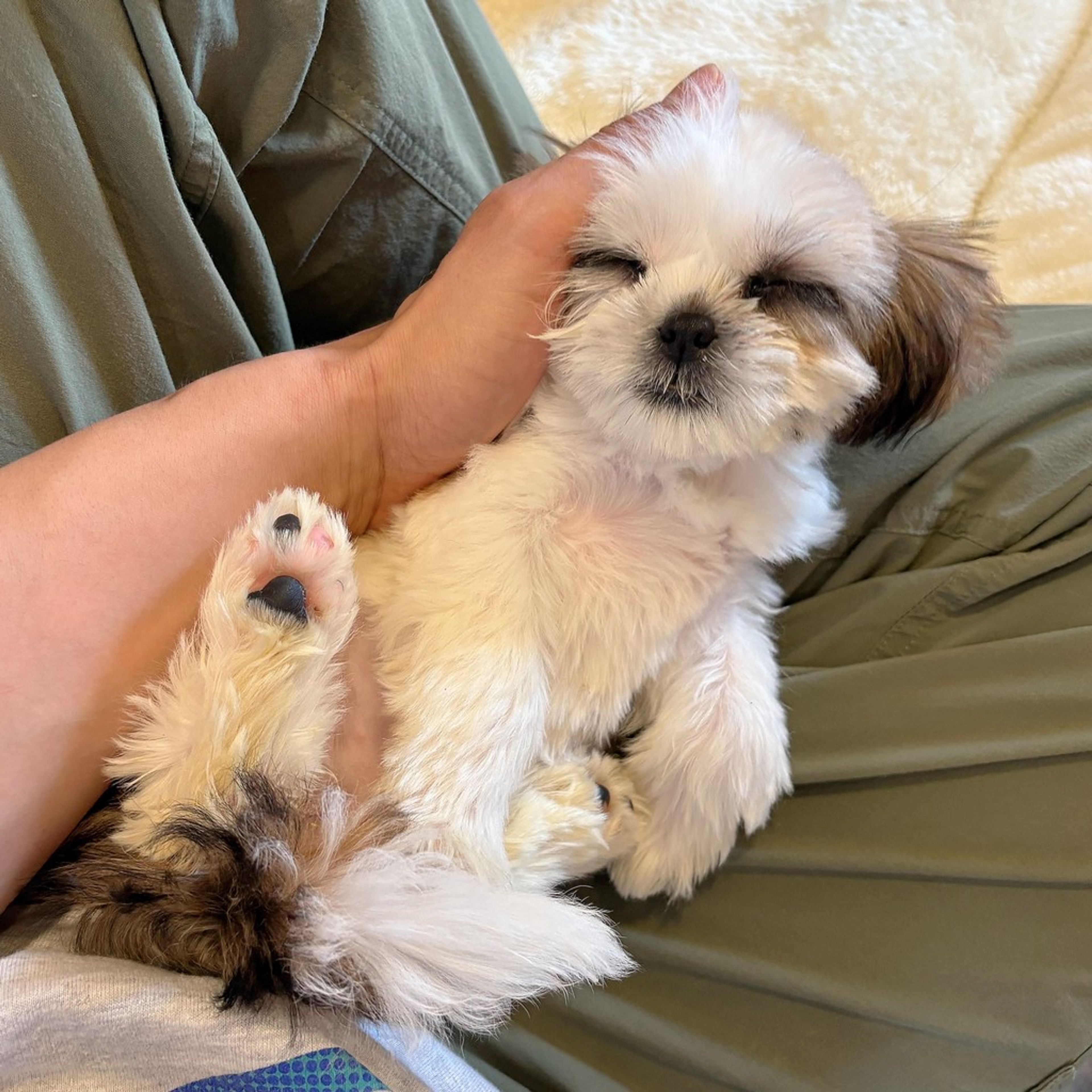pet-image-6