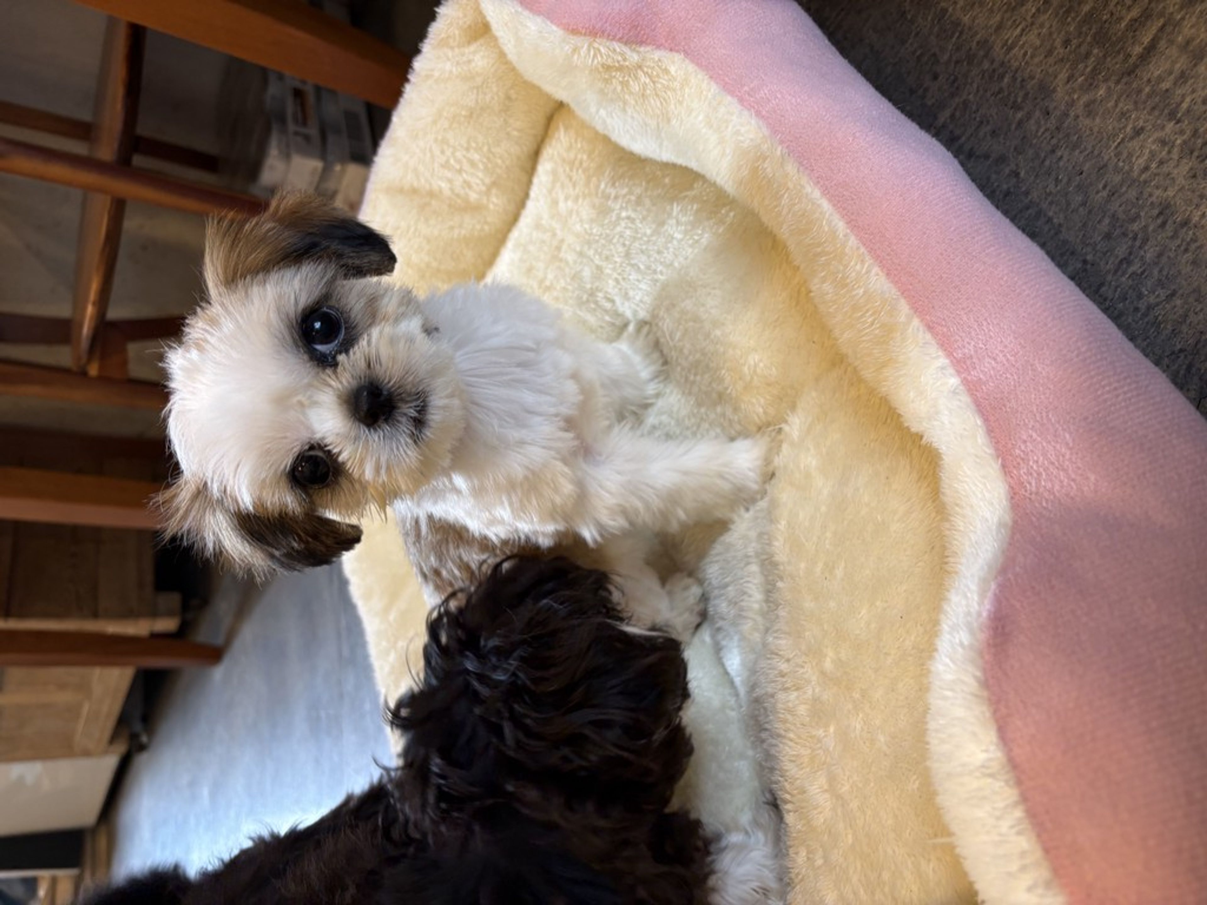 pet-image-7