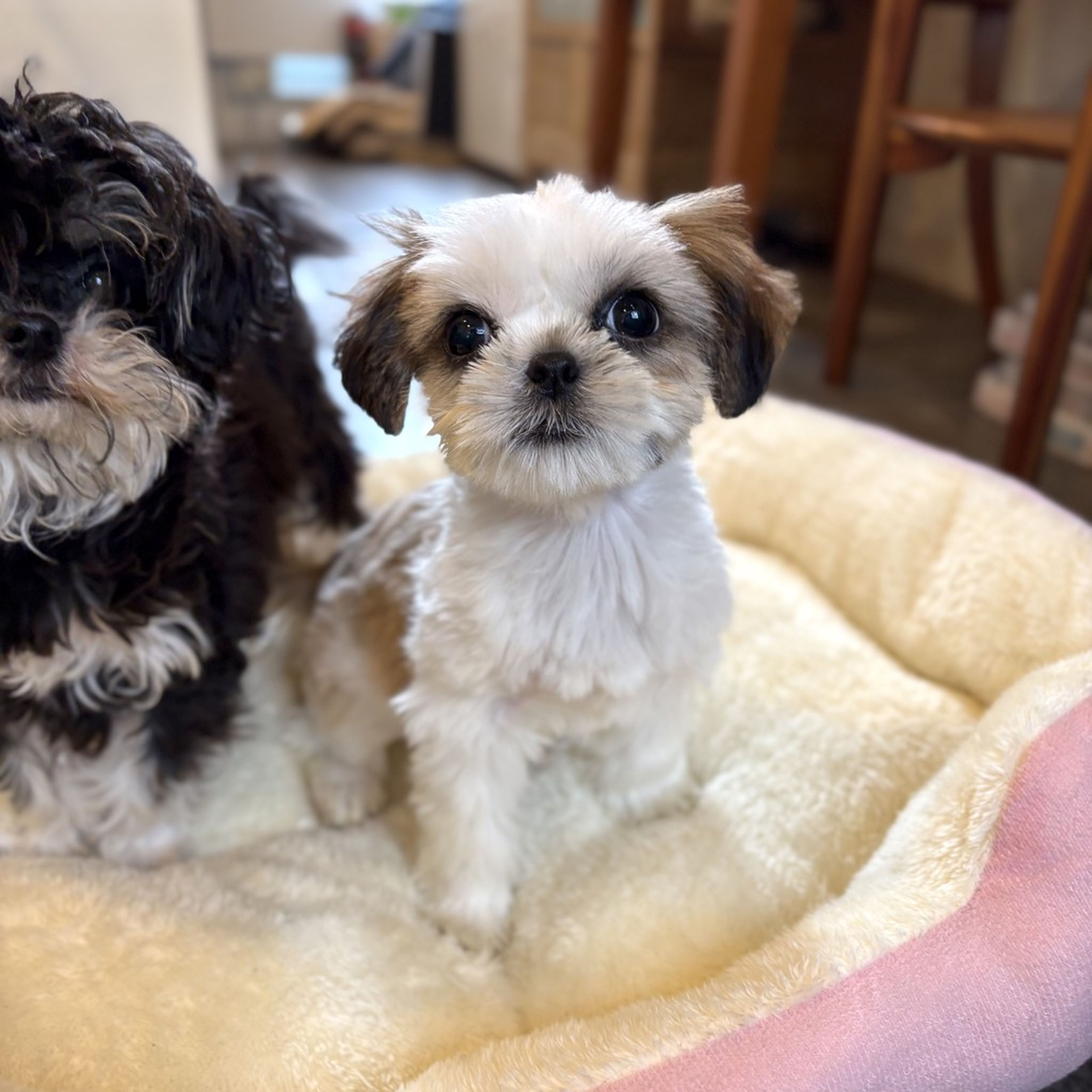 pet-image-8