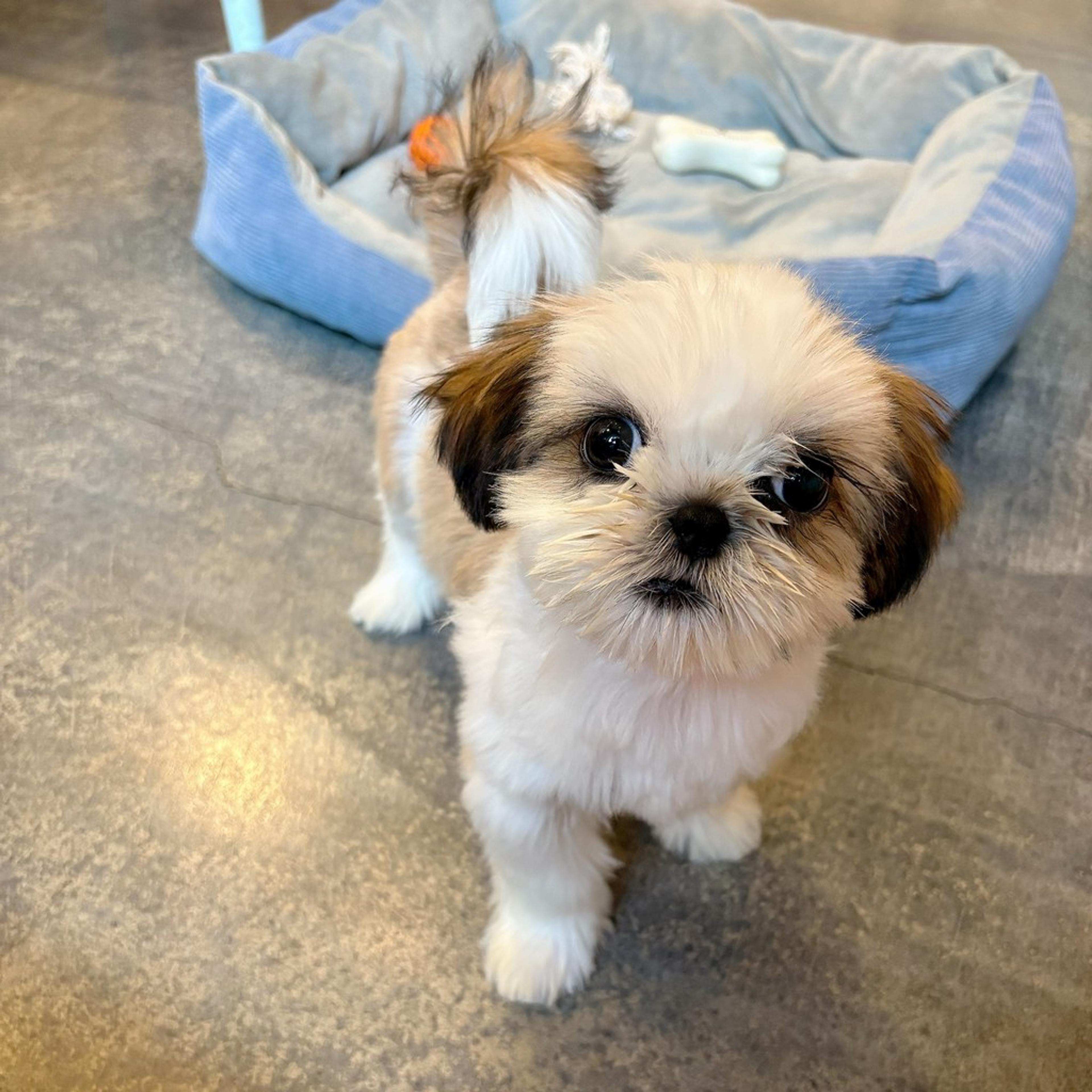 pet-image-3