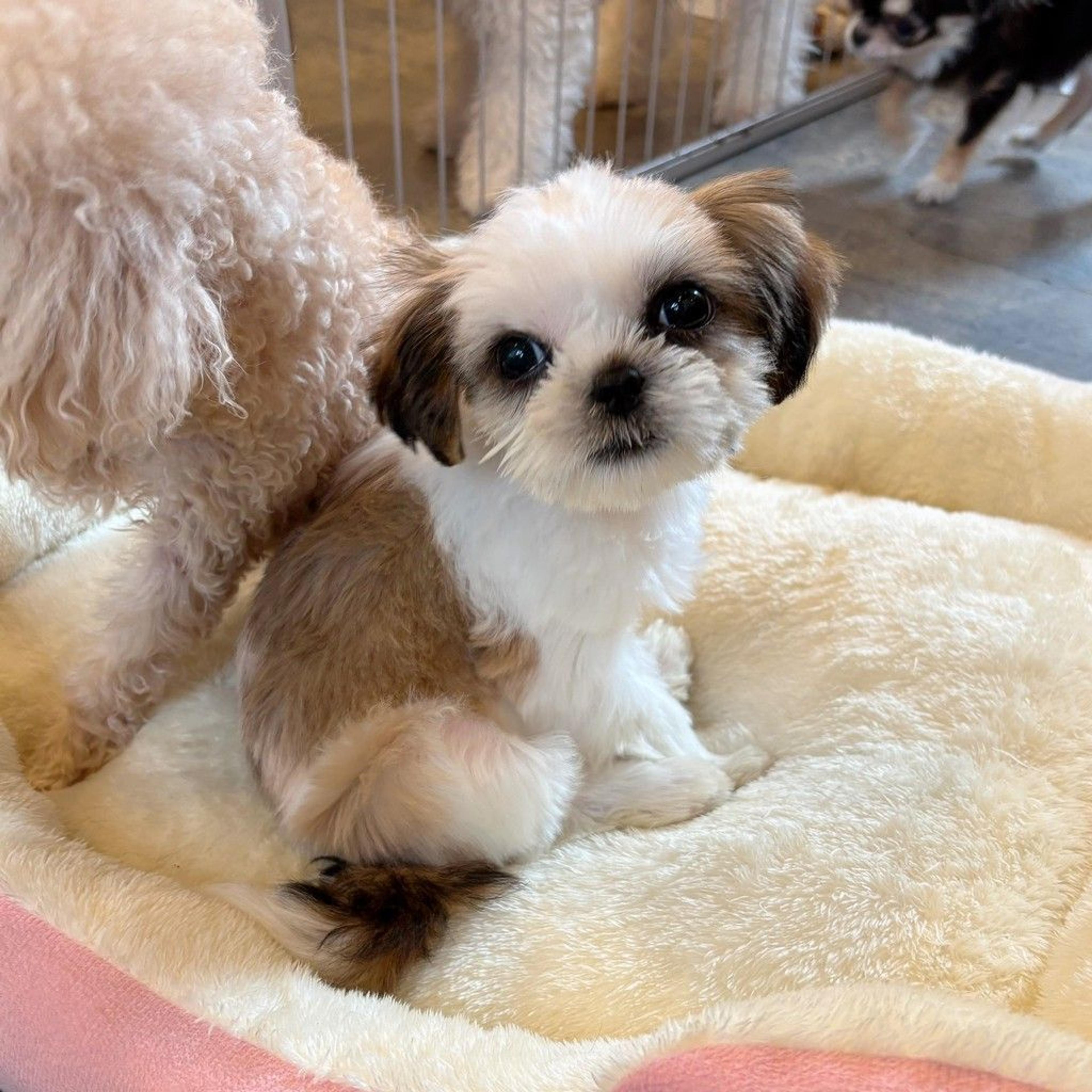 pet-image-4