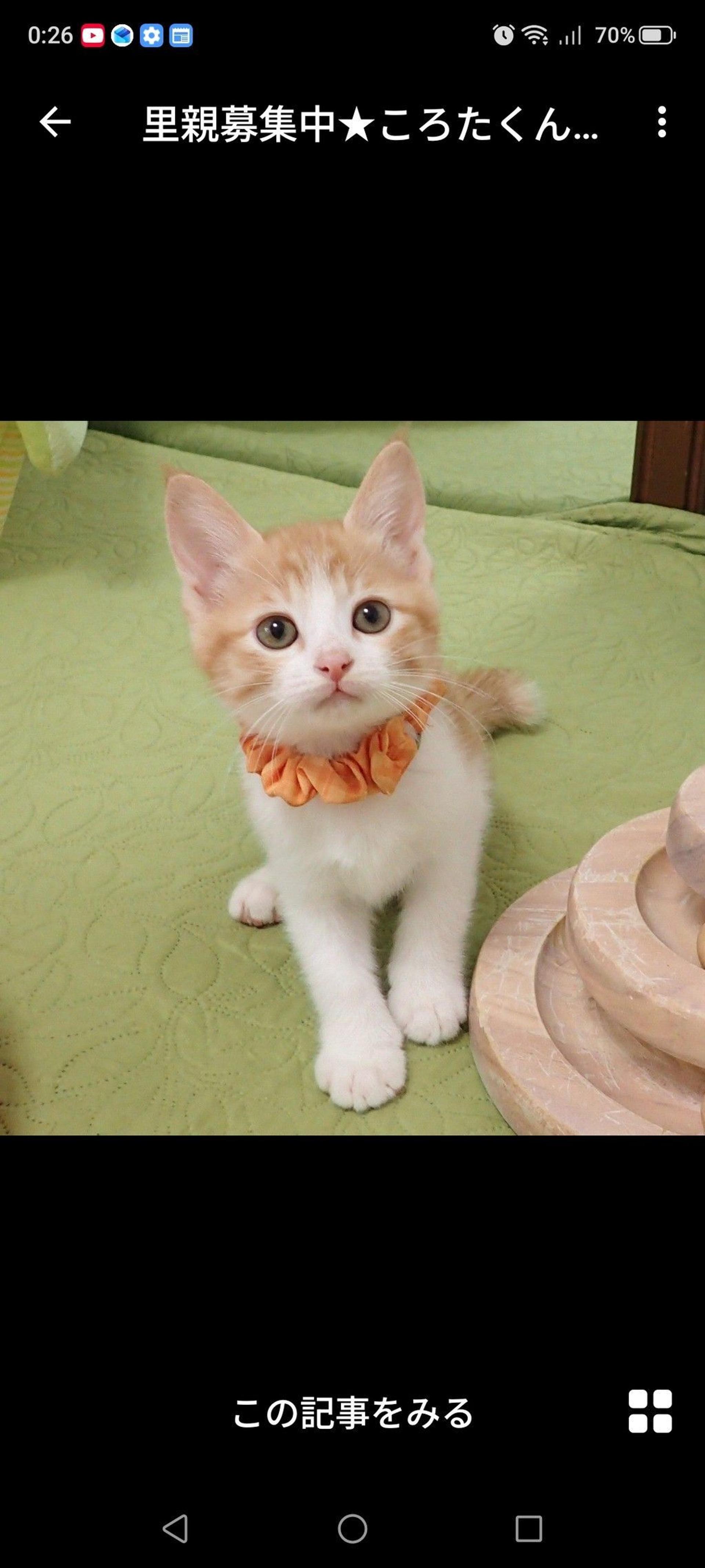 pet-image-2