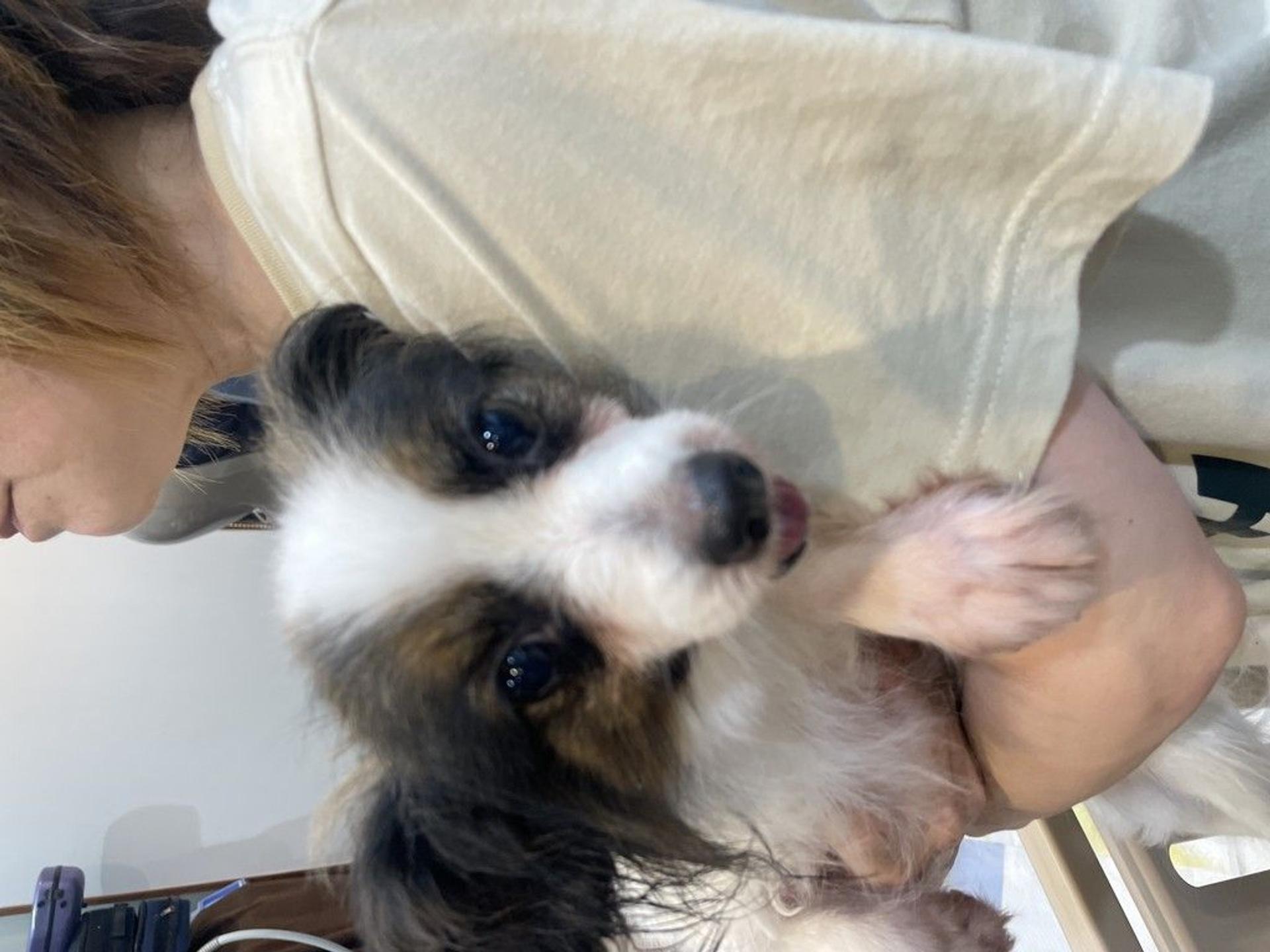 pet-image-3