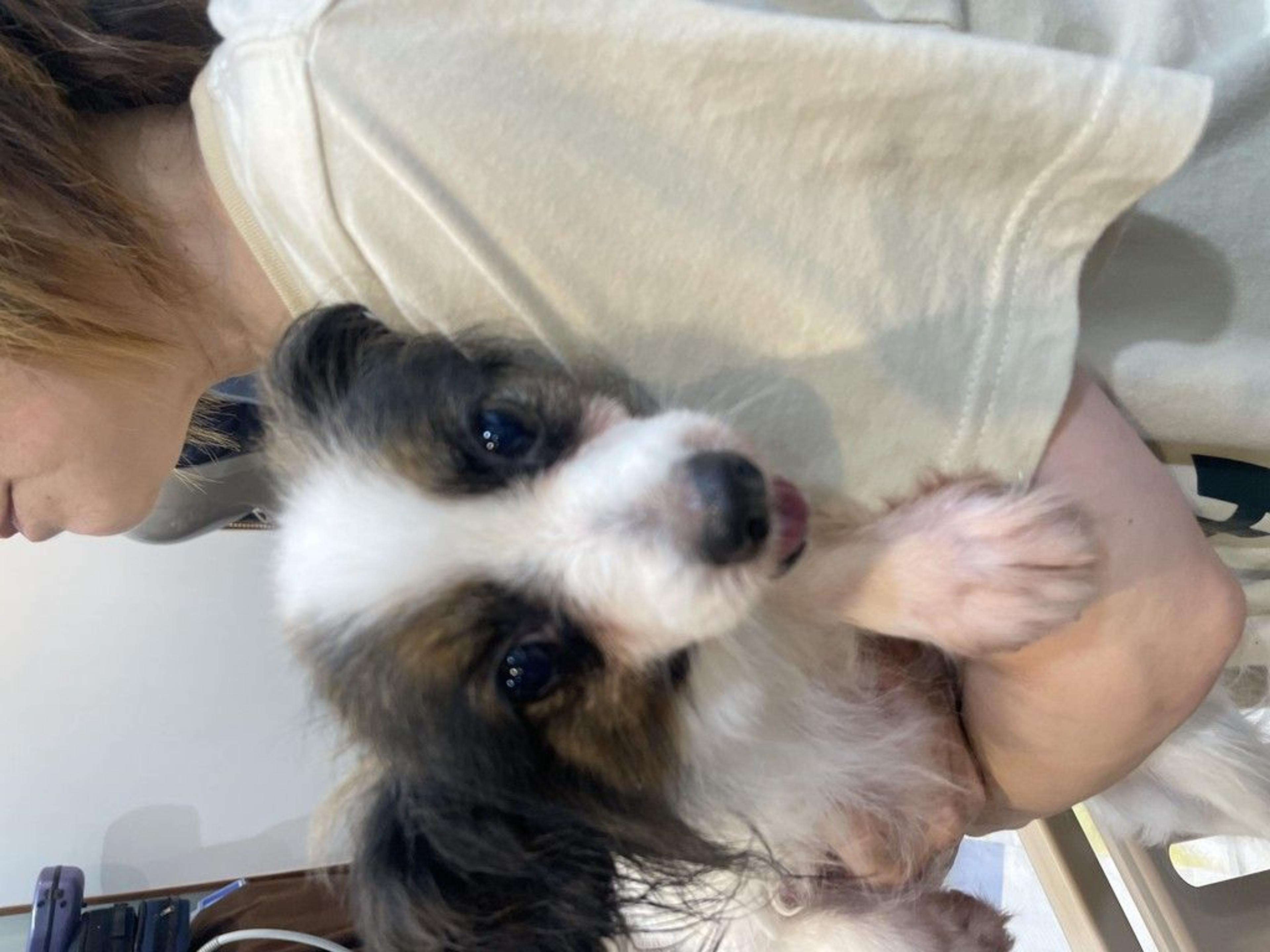 pet-image-3