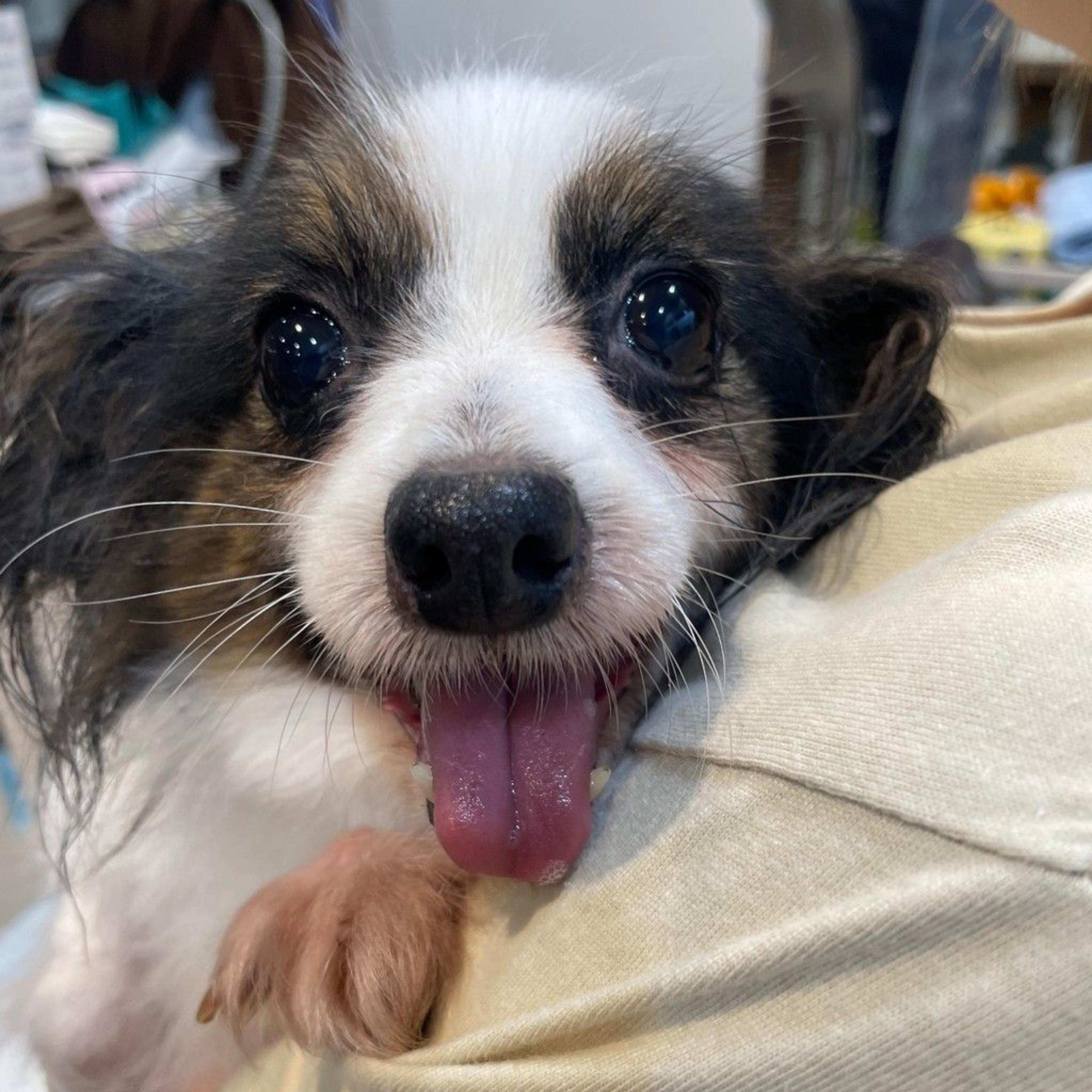 pet-image-4