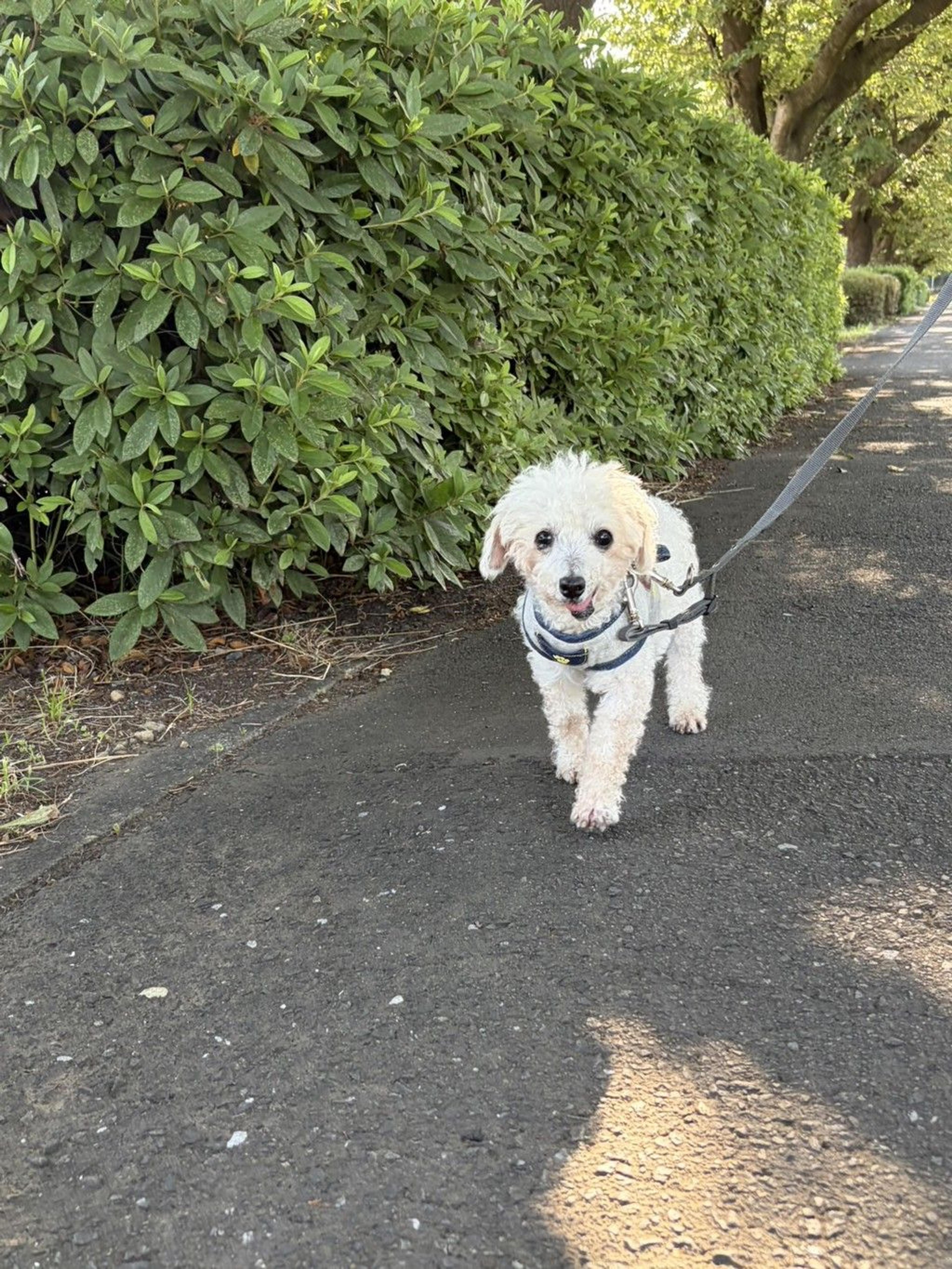 pet-image-2