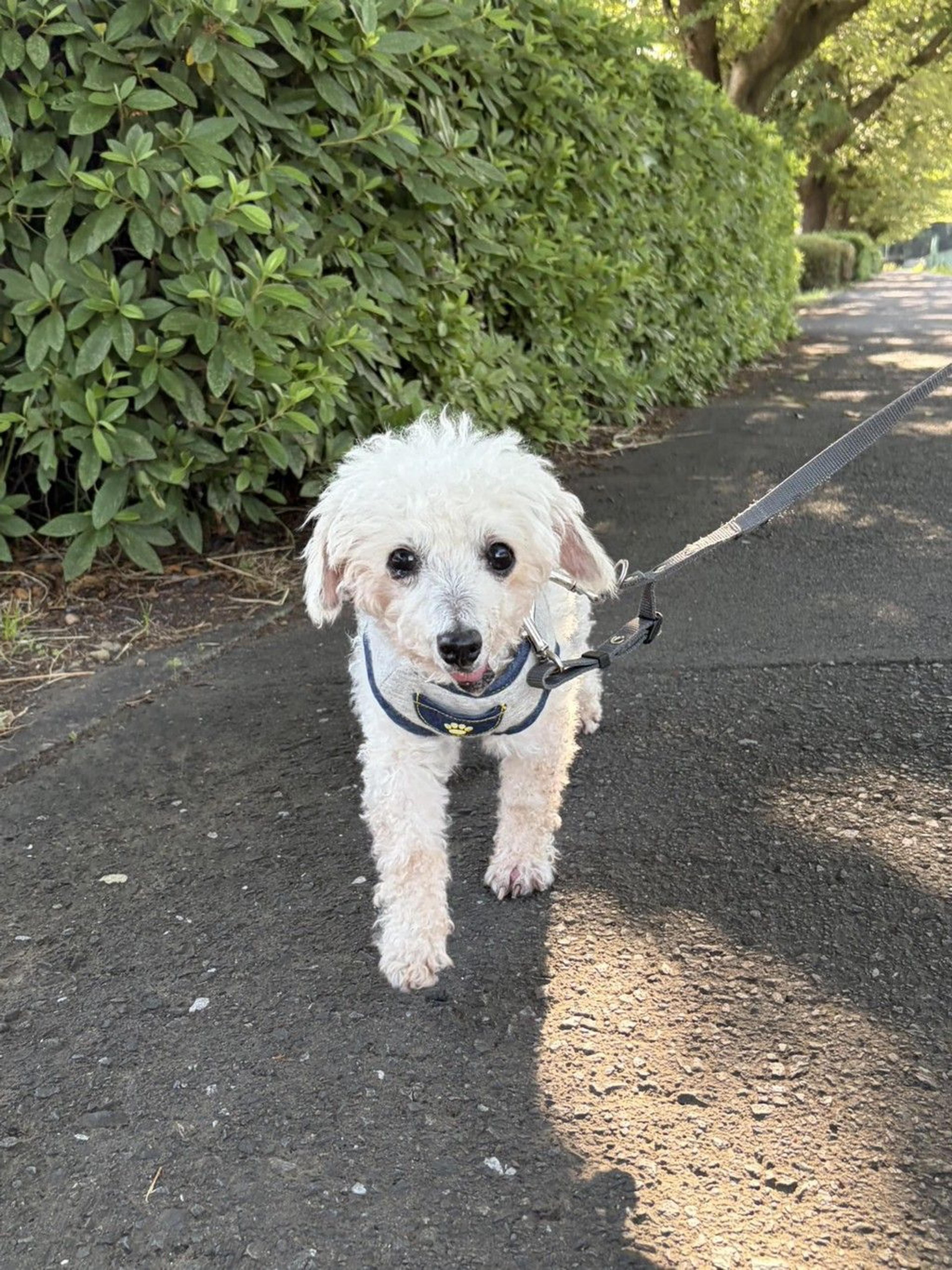 pet-image-3