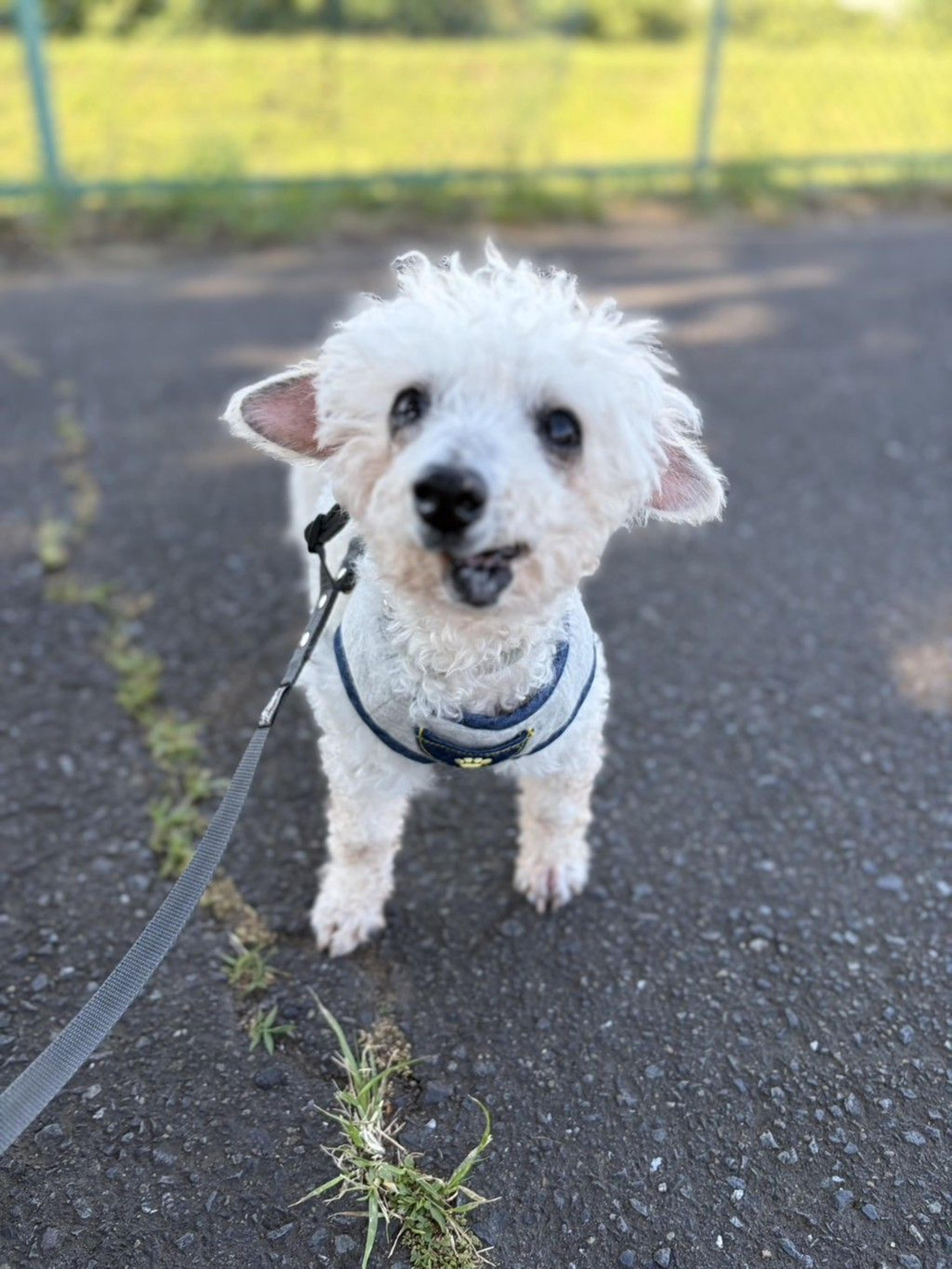 pet-image-4