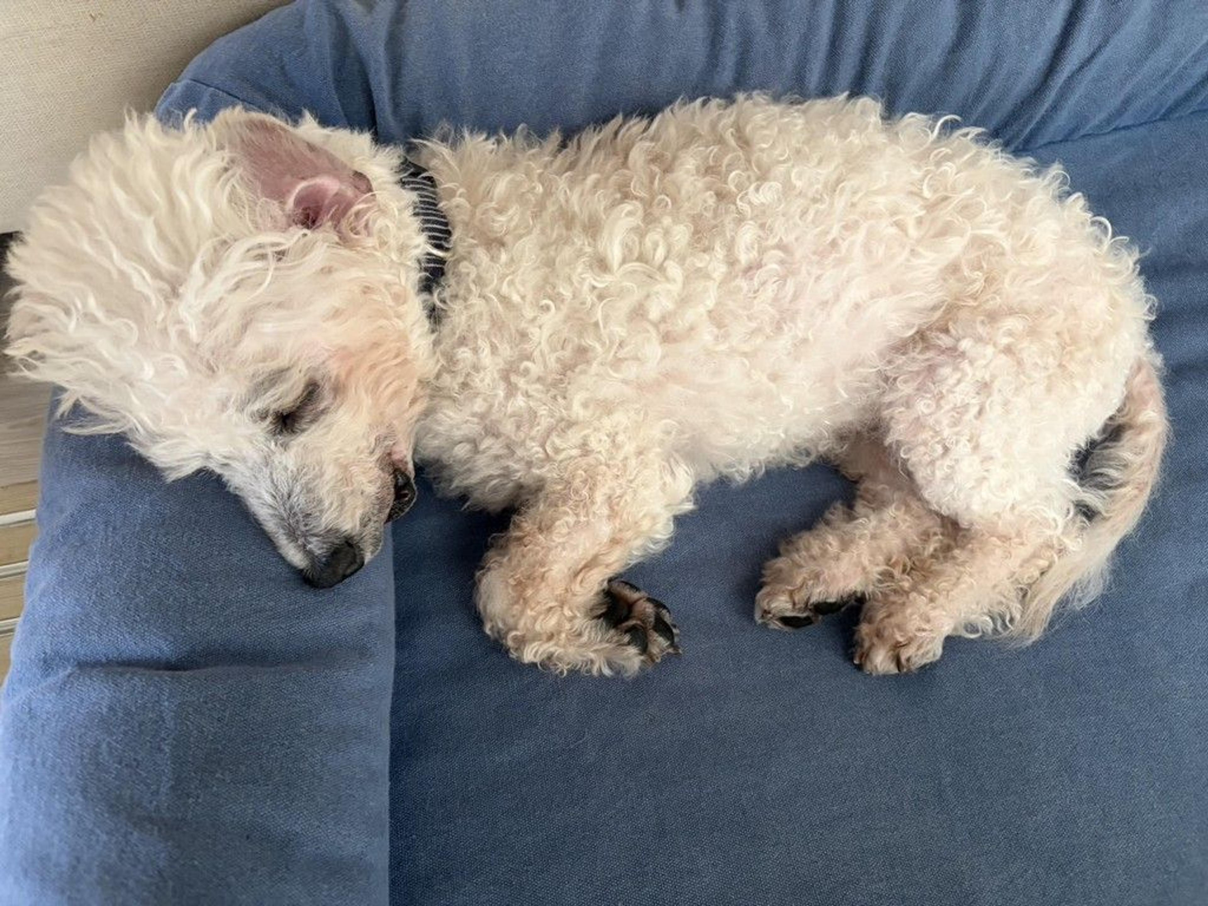 pet-image-5