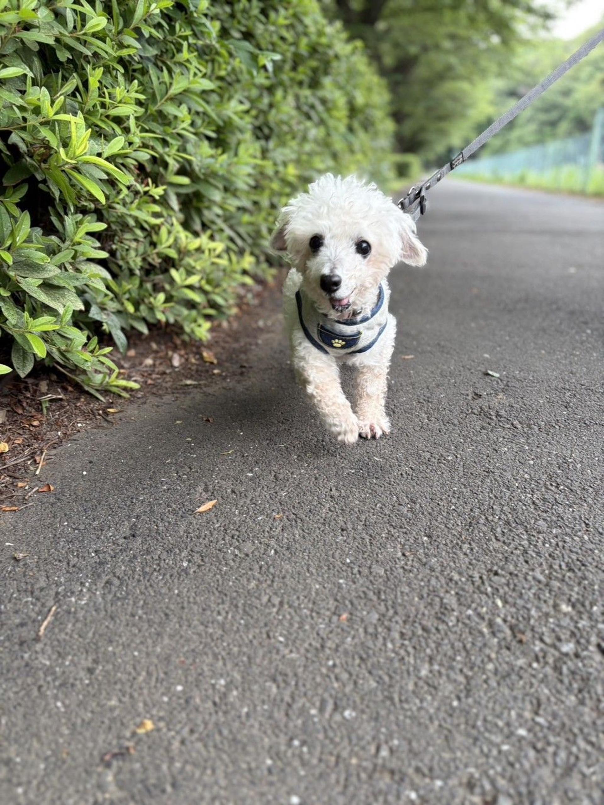 pet-image-6
