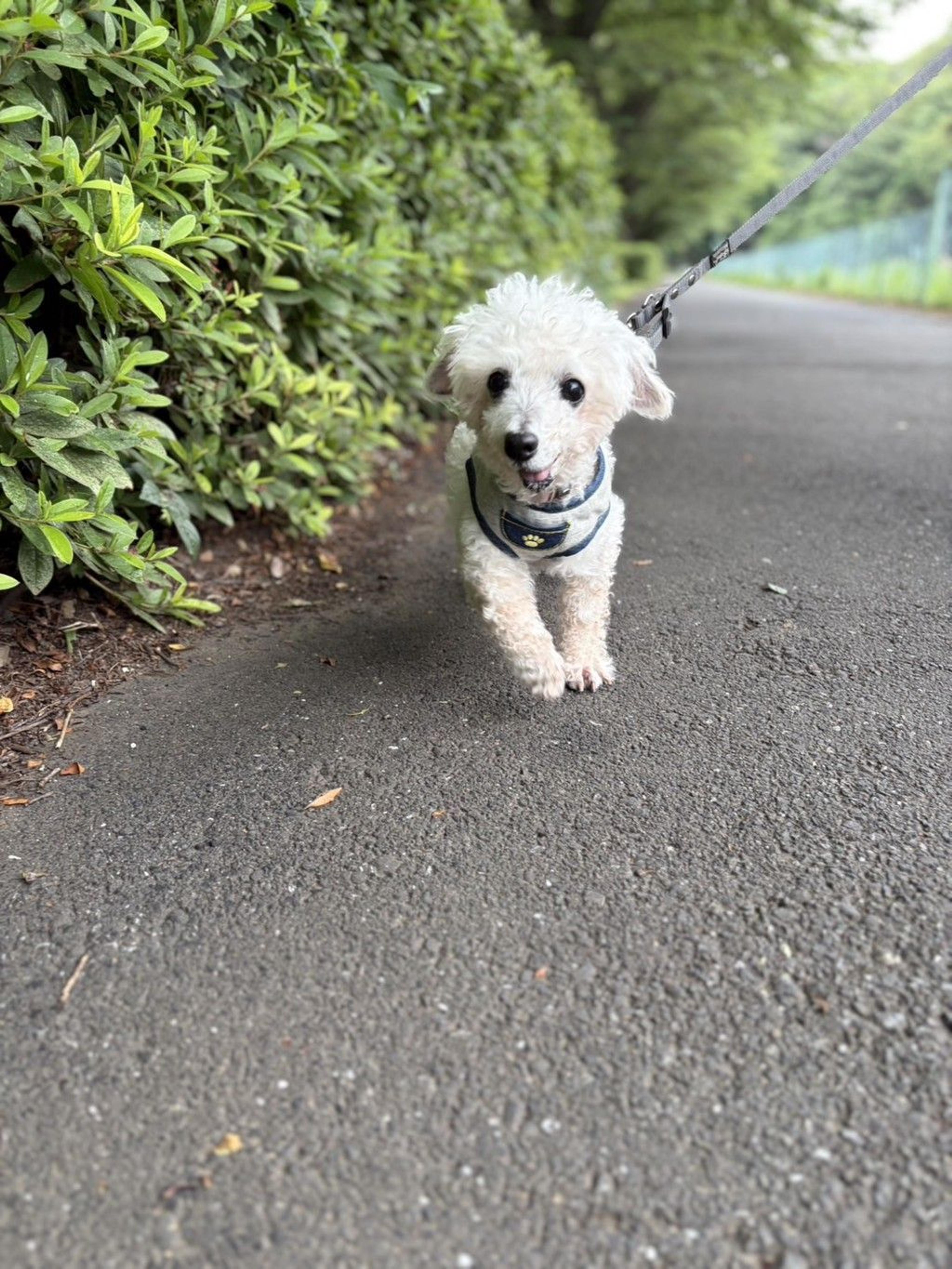 pet-image-6