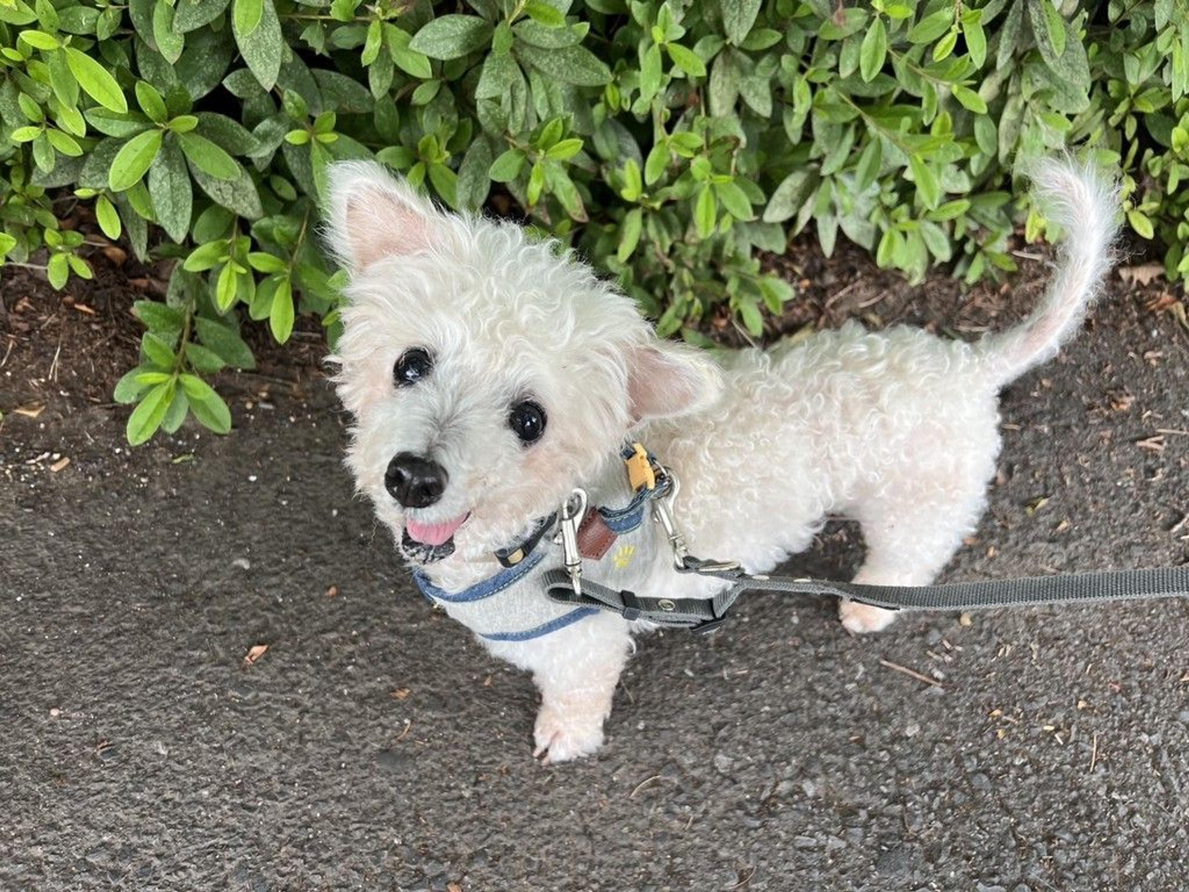 pet-image-7