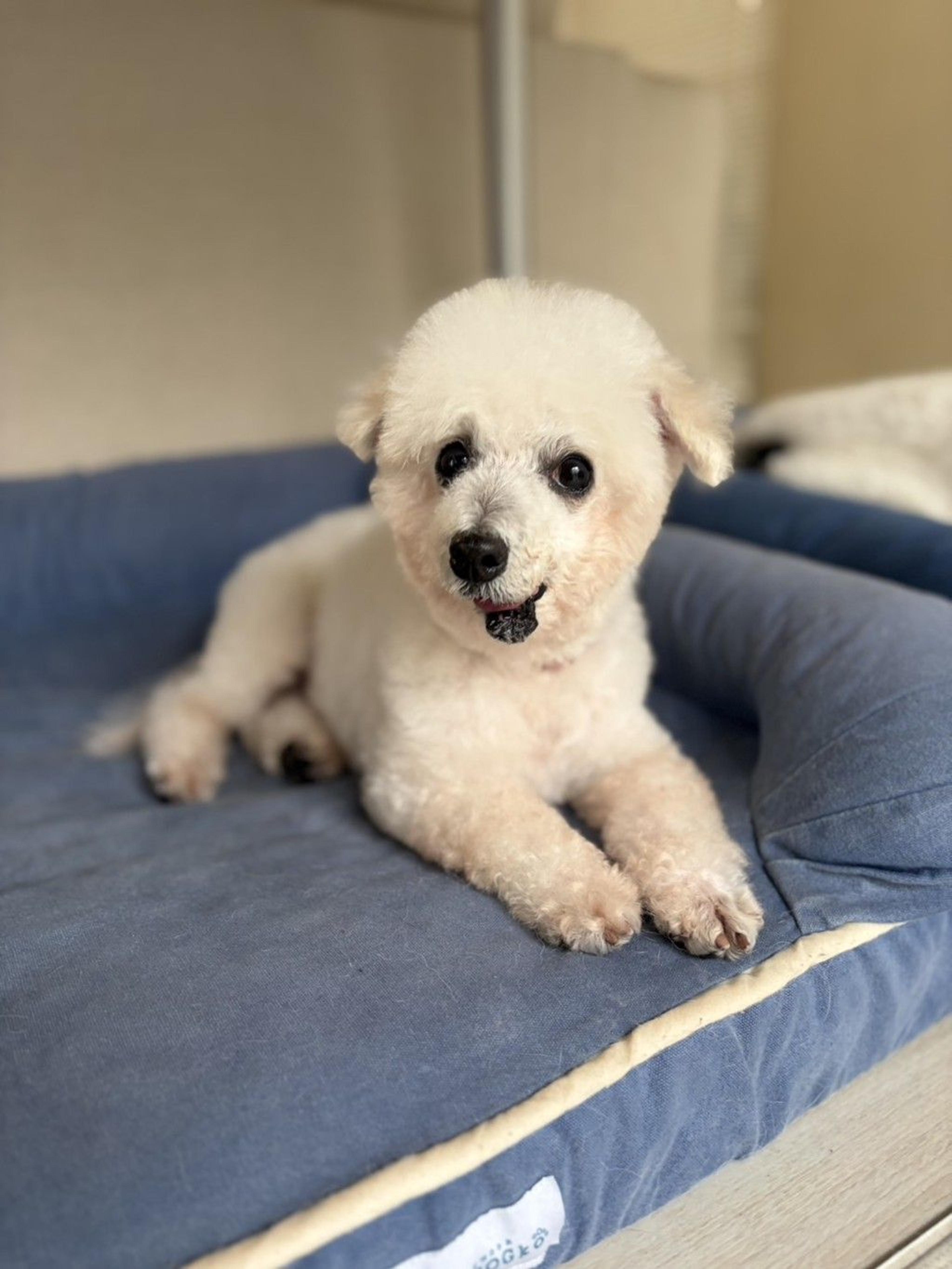 pet-image-8