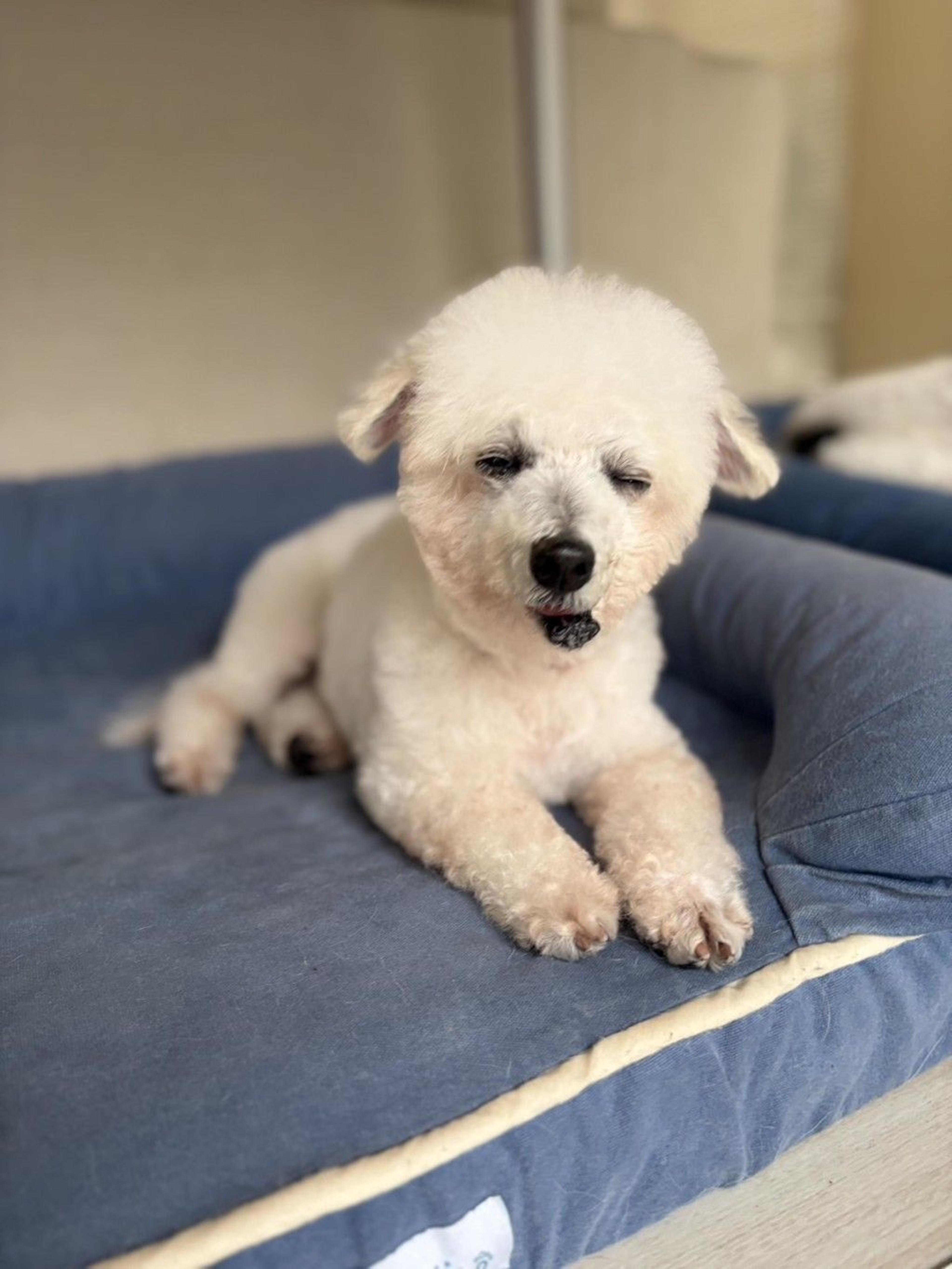 pet-image-9